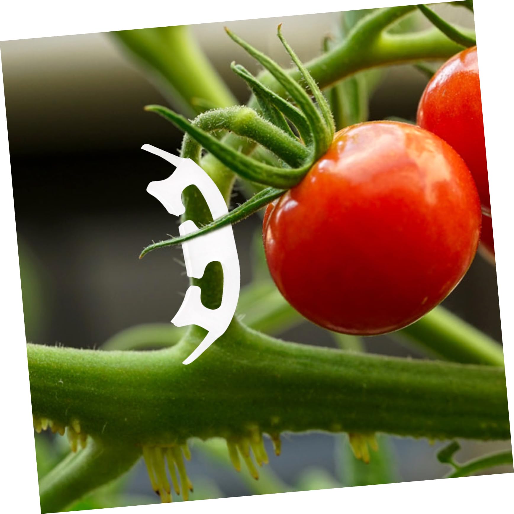 5 Set Clip di Pomodoro Supporti per Presa Clip di Verdure Riutilizzabile Posta in Gioco Fitosanitario Piante Piantare Clip Trainer Clip in Plastica da Giardino Bianca 100 Pezzi*5