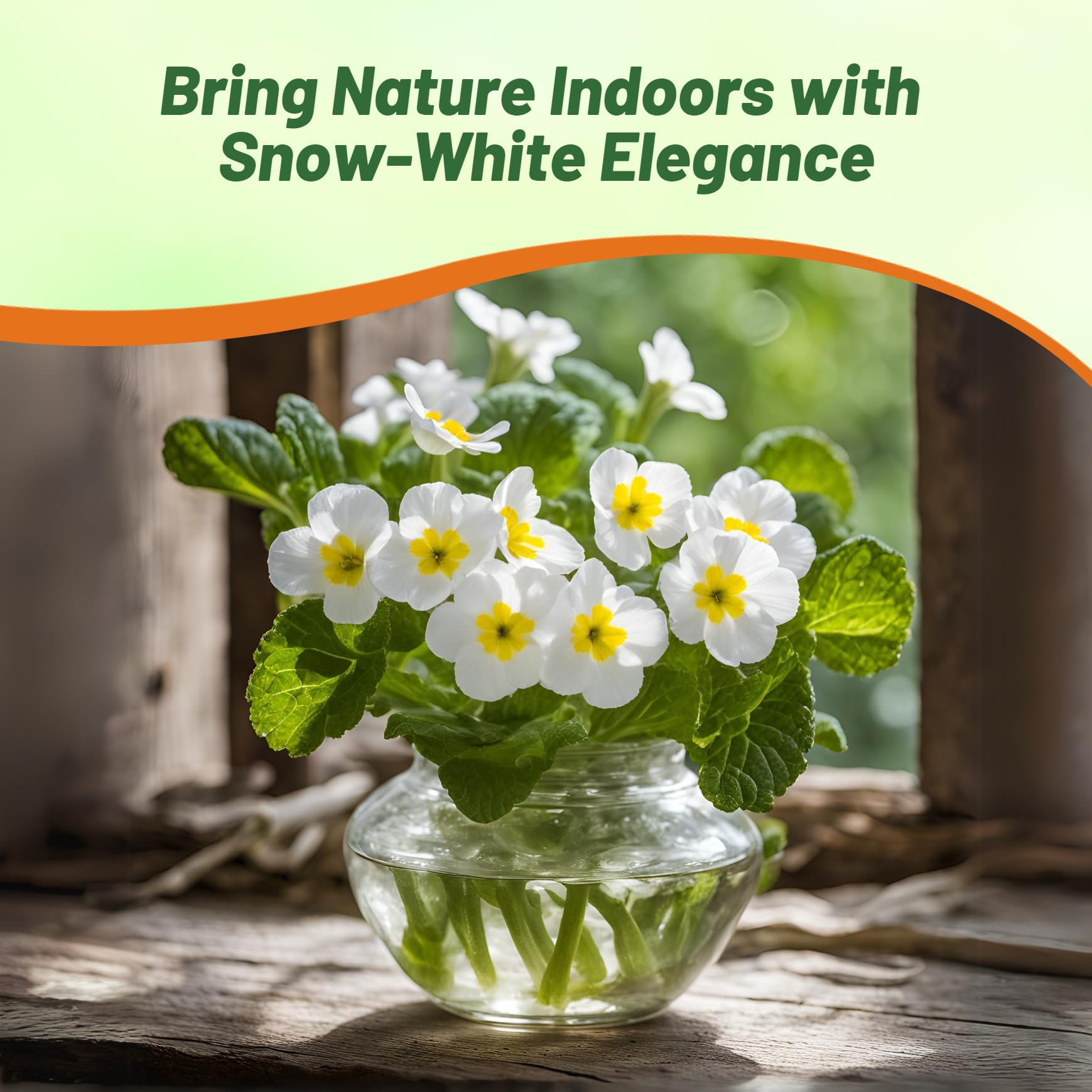 プリム王子 Amazon.com: Outsidepride White Common Primrose Seeds - 100 Pcs