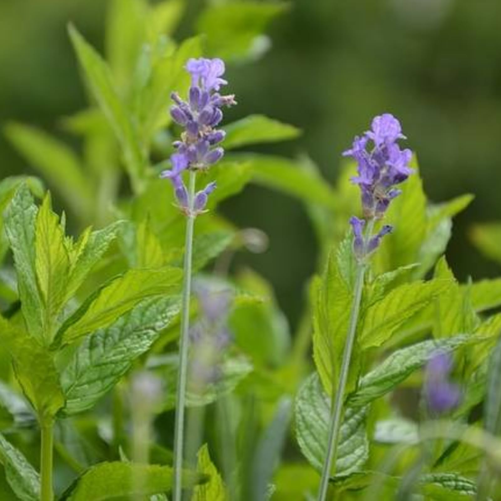 Carbeth Plants Lavender & Mint Plant Bundle in 14cm Pots