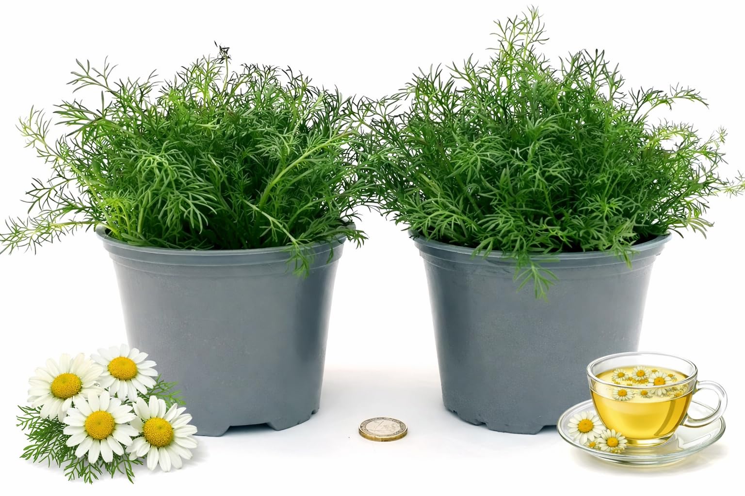 POWERS TO FLOWERS - CAMOMILLA BIO, ANTHEMIS NOBILIS, 2 PIANTE, piante vere