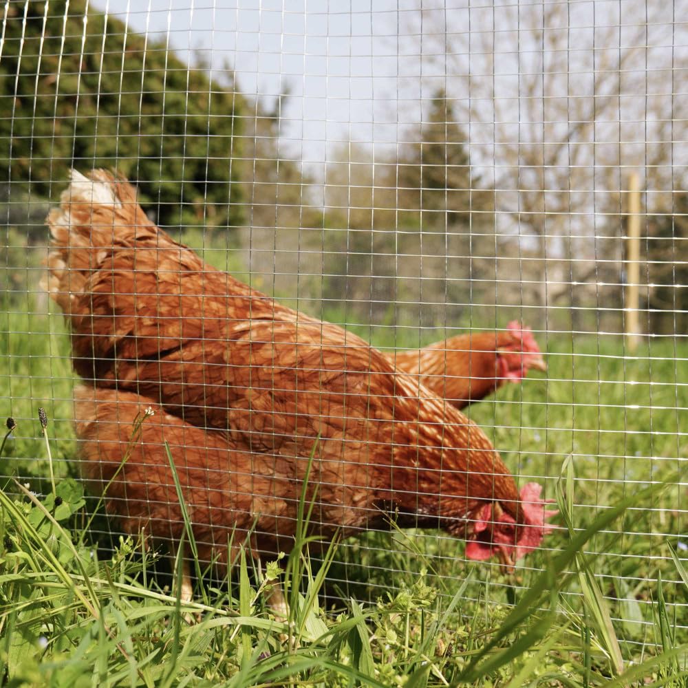 Oxeo Grillage à Poule 30m Haut 1m - Acier galvanisé à Chaud – Maille 16x16mm - Filet de clôture pour poulailler - Epaisseur Fil 0,8mm
