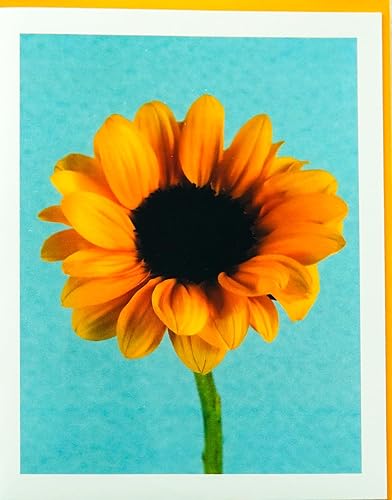 Miniatura 137 de Blooming Flowers – Orquídea Phalaenopsis – Tarjetas fotográficas de alta gama, pesadas y suaves, 8 con 10 sobres de colores, juego en caja