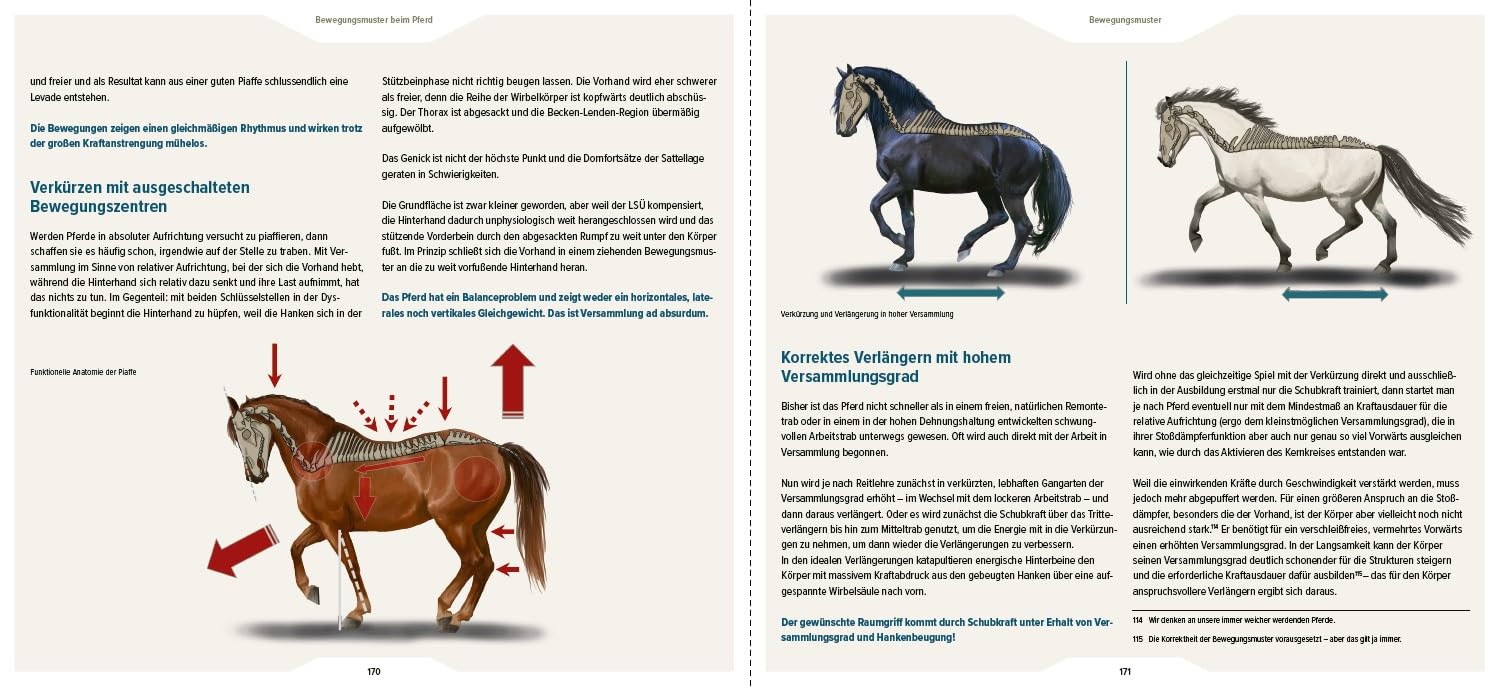 Bewegungsmuster beim Pferd: Gesunderhaltung durch Kenntnisse der funktionellen Anatomie