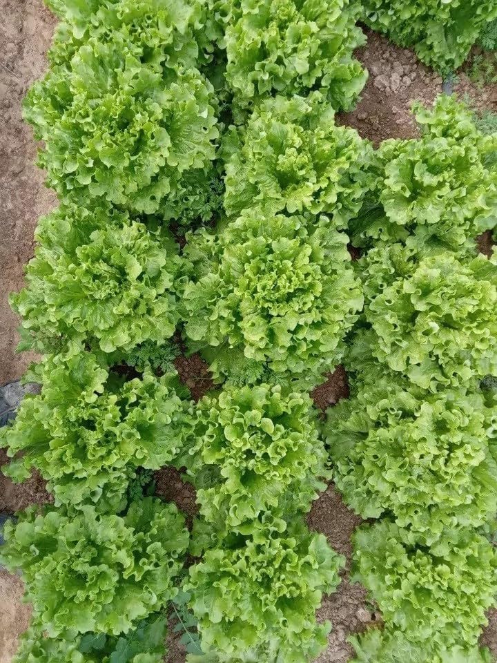 Willvine Leaf Lettuce Green-NDIR-11A