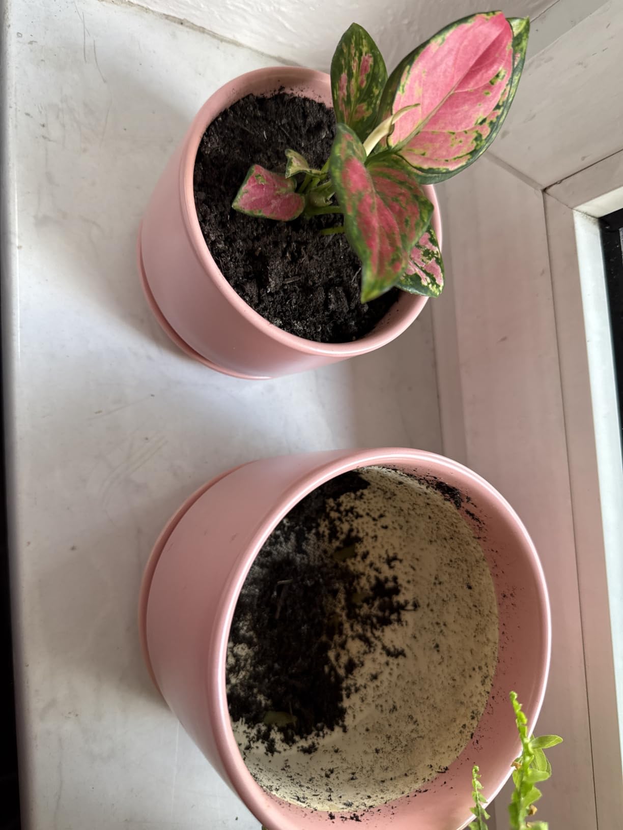 Customer photo