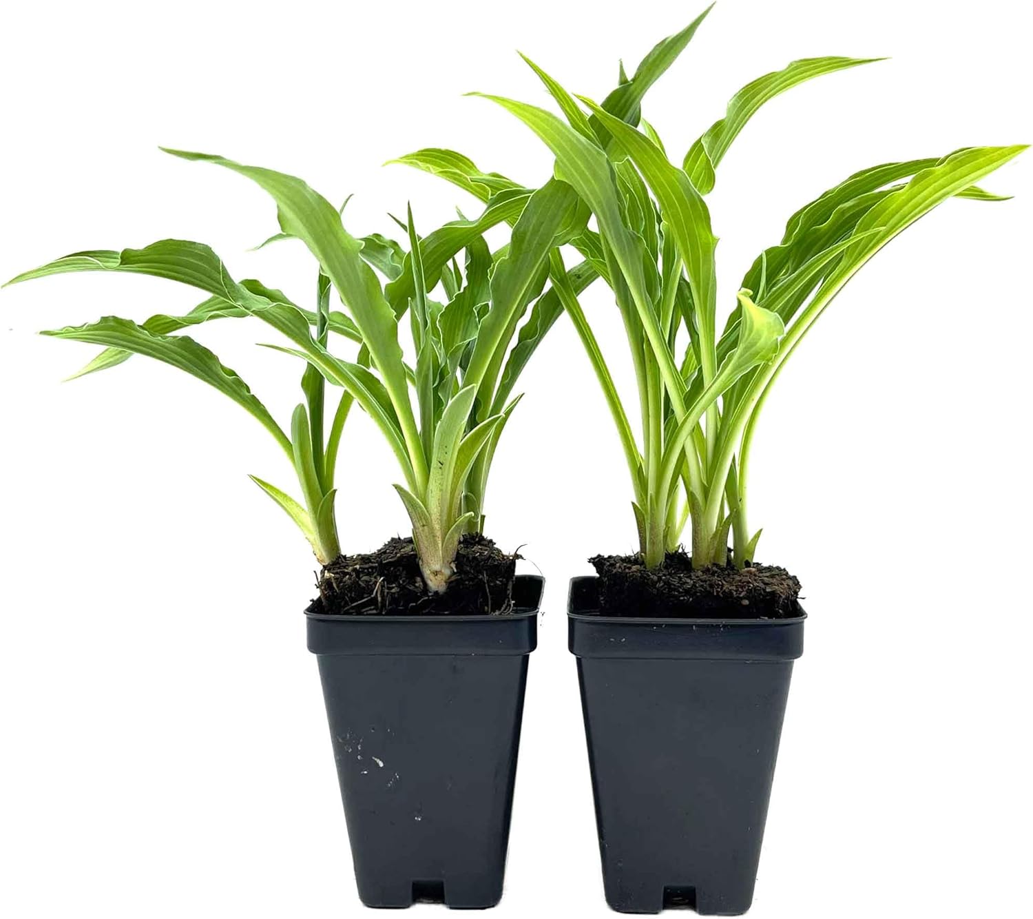 2 Curly Fries Hosta – Compact, Shade-Loving Perennial with Unique Curled Blue-Green Leaves for Borders, Containers & Garden Beds – (Hosta 'Curly Fries') in 3.5″ Cubes, Live Plants