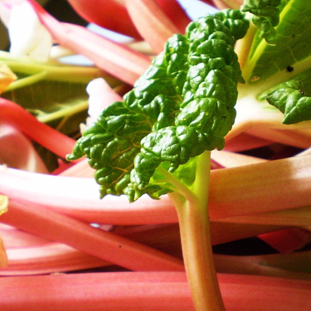 Rhubarb Glaskins Perpetual 3L