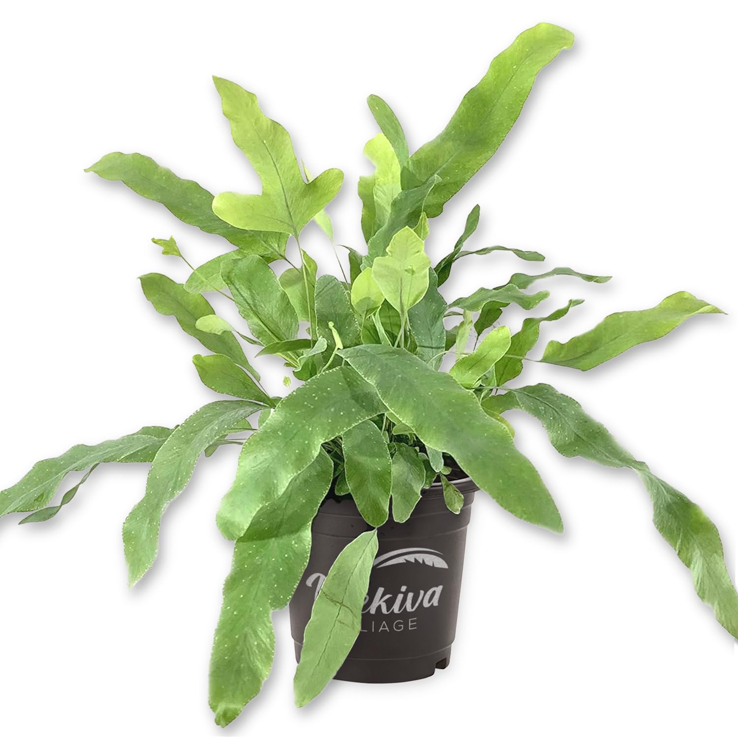 Amazon.com : Blue Star Fern - Live Plant in a 4 Inch Pot
