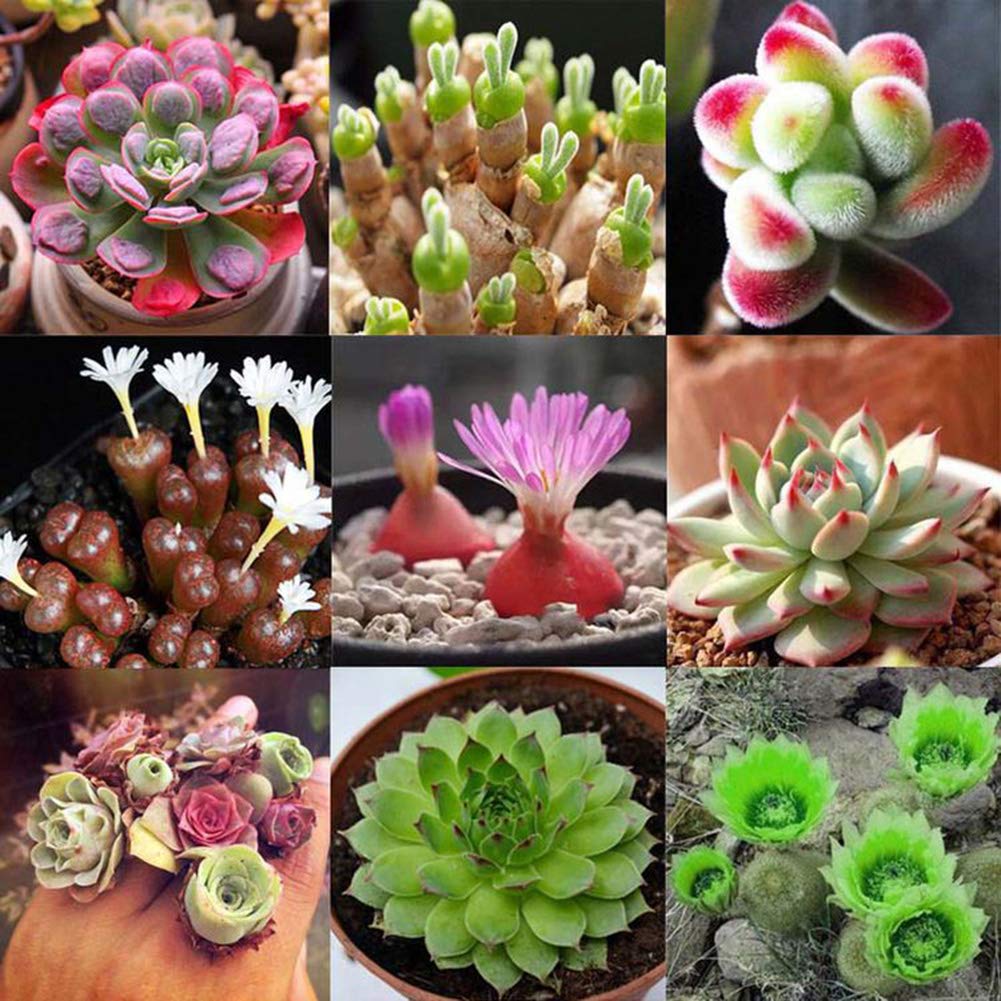 Piante Grasse Vere Semi Di Cactus Rari Misti - 100 Semi Di Piante Globulari Succulente, Perfetti Per Giardinaggio E Collezione Astrophytum Ornatum - Foto 2