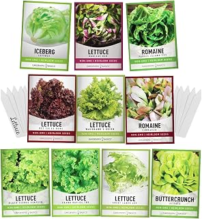 Gardeners Basics Heirloom Lettuce Seeds Variety Pack - 10 Types, 23,000 Non-GMO Seeds for Indoor/Outdoor Salads (Romaine, Buttercrunch, Iceberg & More)