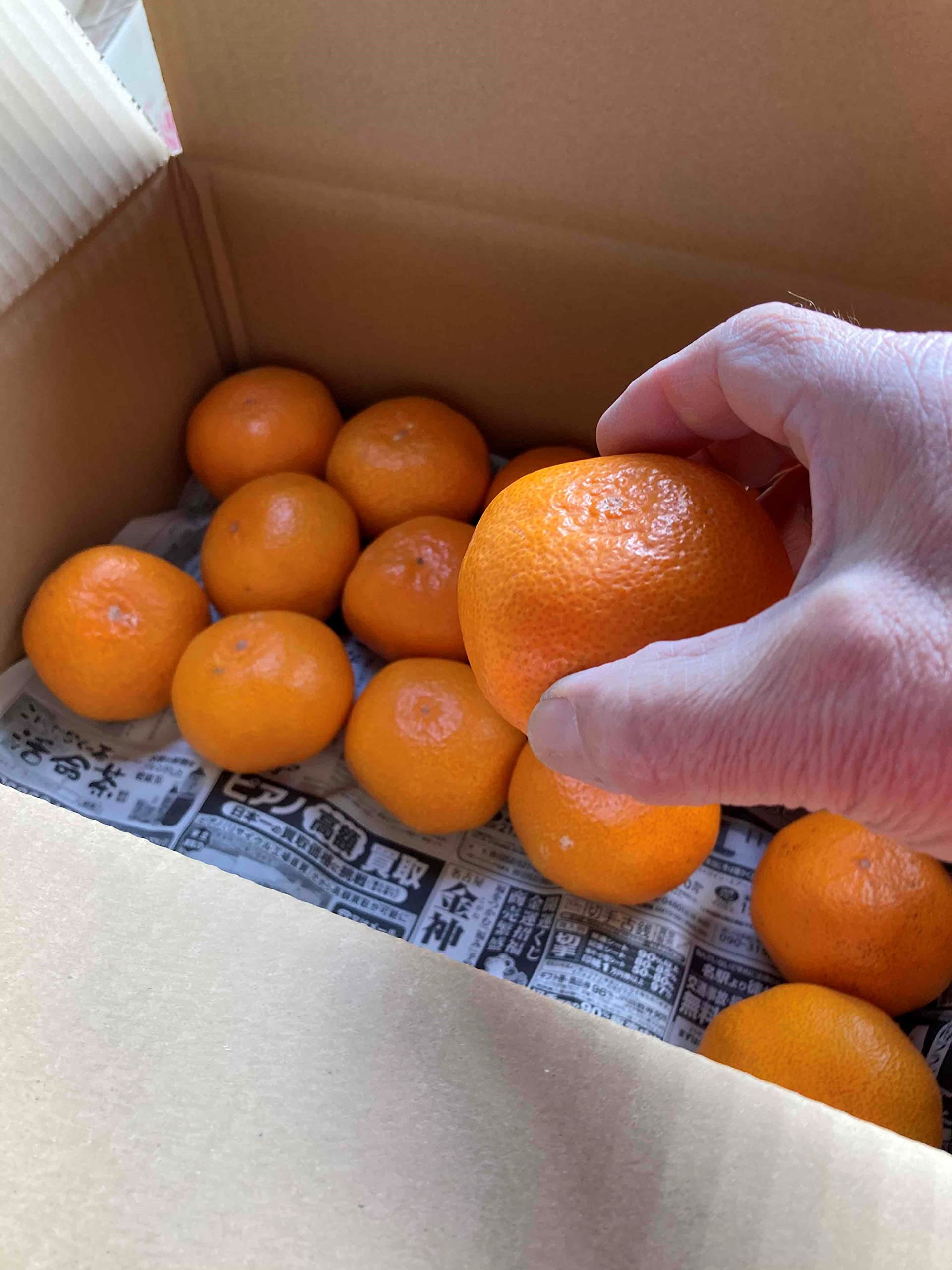 Amazon.co.jp: Shizuoka, Mikkabi, Lake Hamana, Gamagori