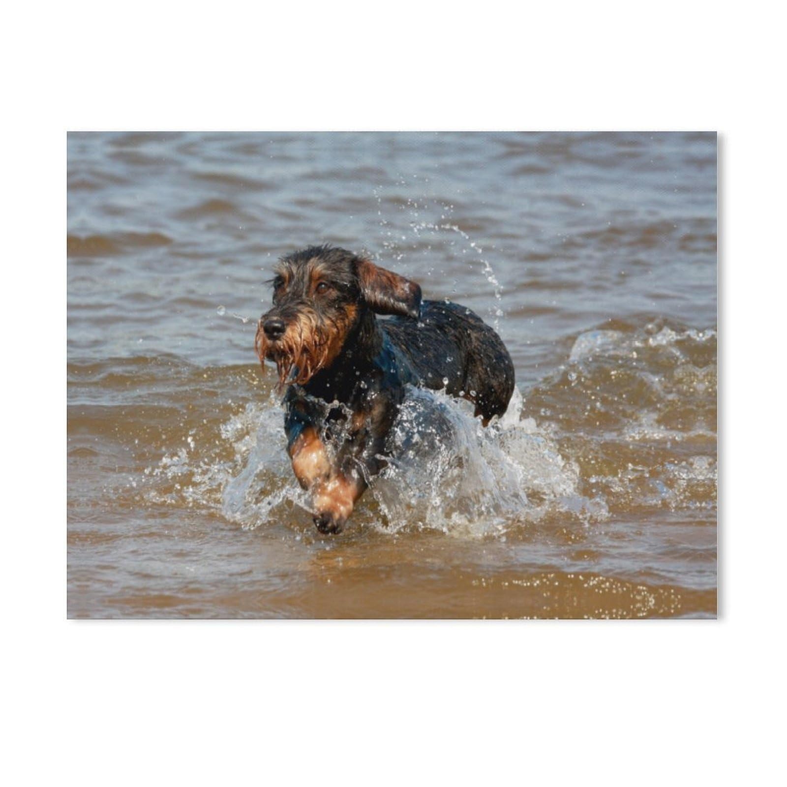 GSBRSNTS DIY Oil Painting Paint by Number Kit,Wire-Haired Dachshund at Water Play,DIY Painting by Number Kits Oil Paint Drawing Canvas Home Decor Gift(40x50cm-AD25 — image 1