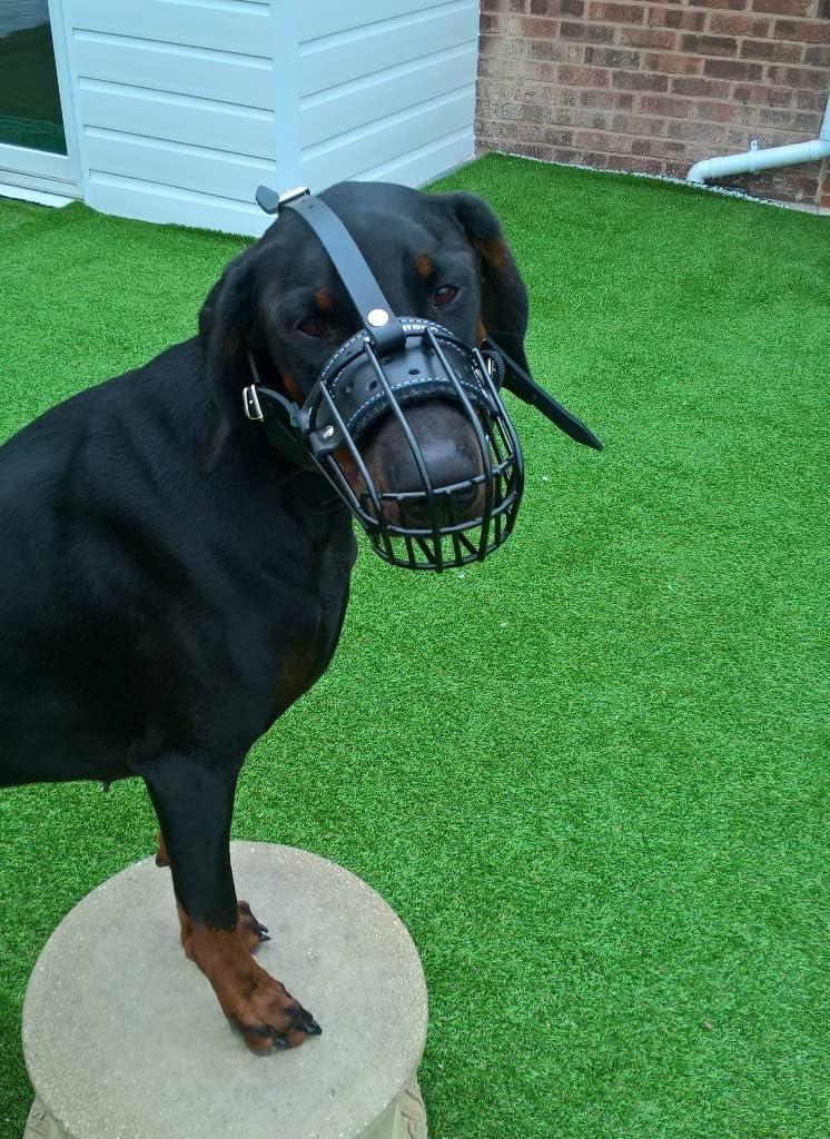 Metal Basket Dog Muzzle Strong Metal Wire Muzzle for Doberman, Malinois and Other Dogs (Silver Basket/Brown Leather, 5D)