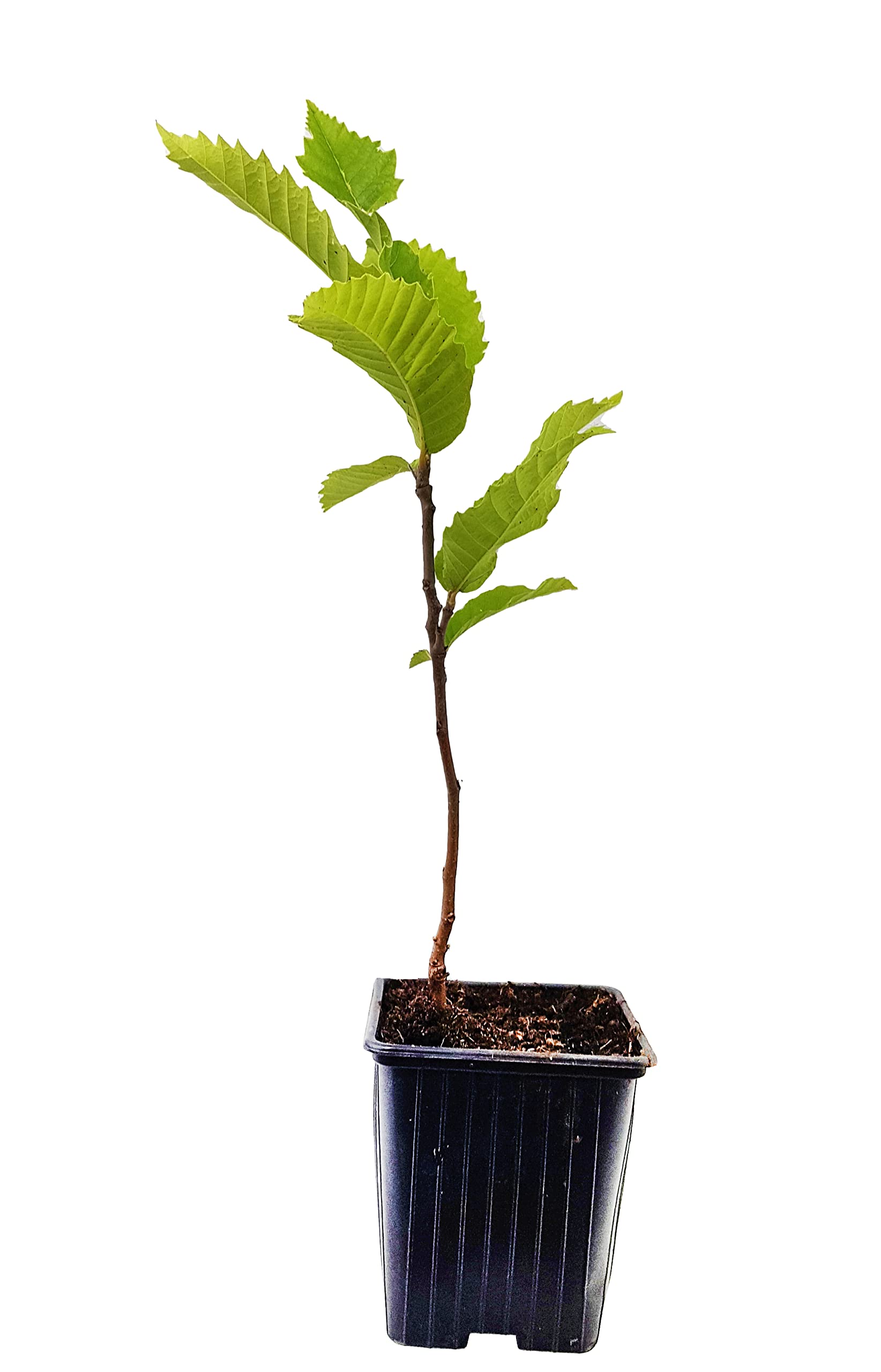 Seedeo Edelkastanie/Esskastanie (Castanea sativa) Pflanze ca. 30-50 cm  hoch Klimabaum : Amazon.de: Garten