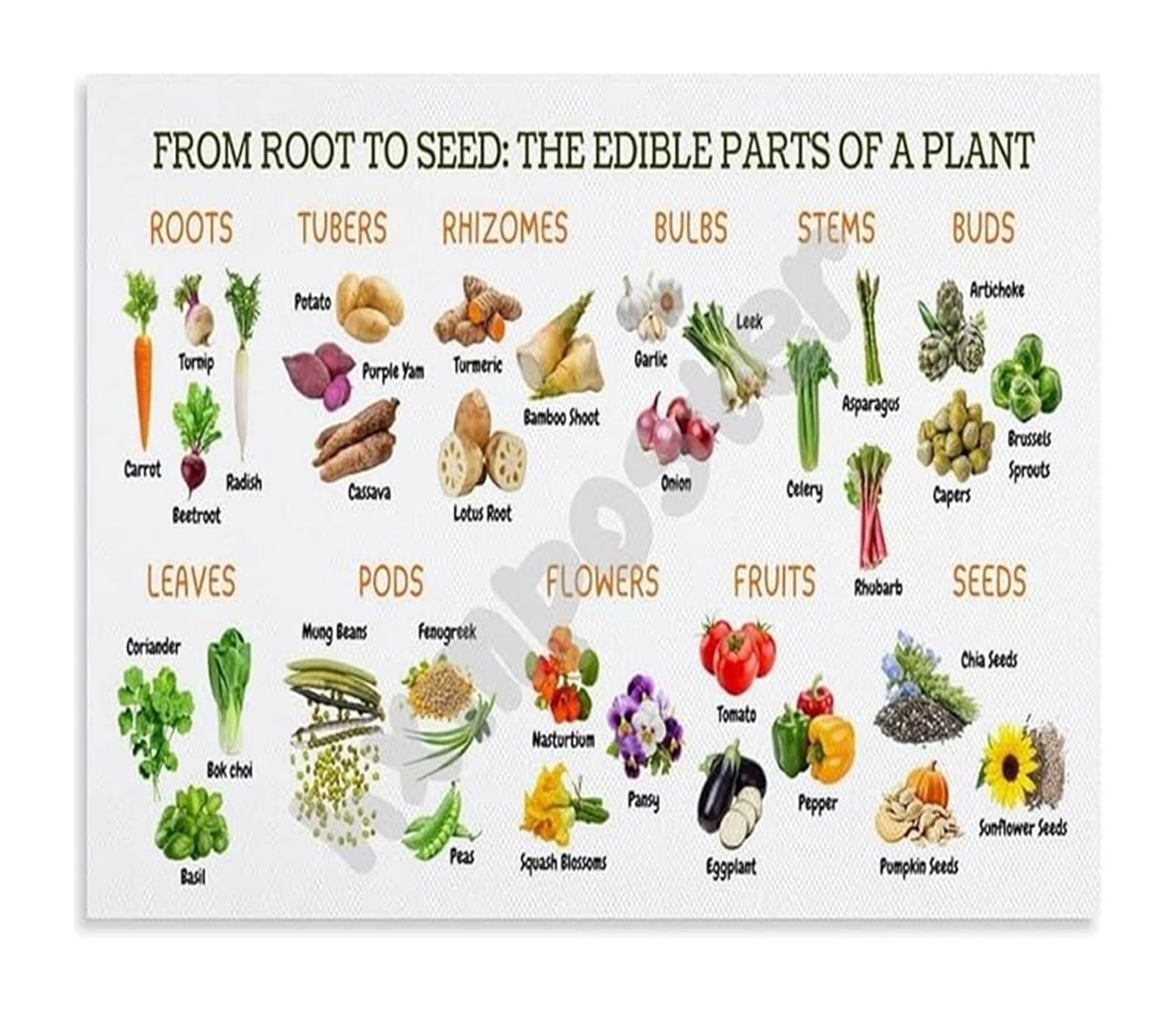 KCDFDVJFBM Edible Plant Anatomy Poster From Roots Stems Leaves to Seeds Science Classroom Decor Canvas Art for Home School(Framed,16x24inch(40x60cm))
