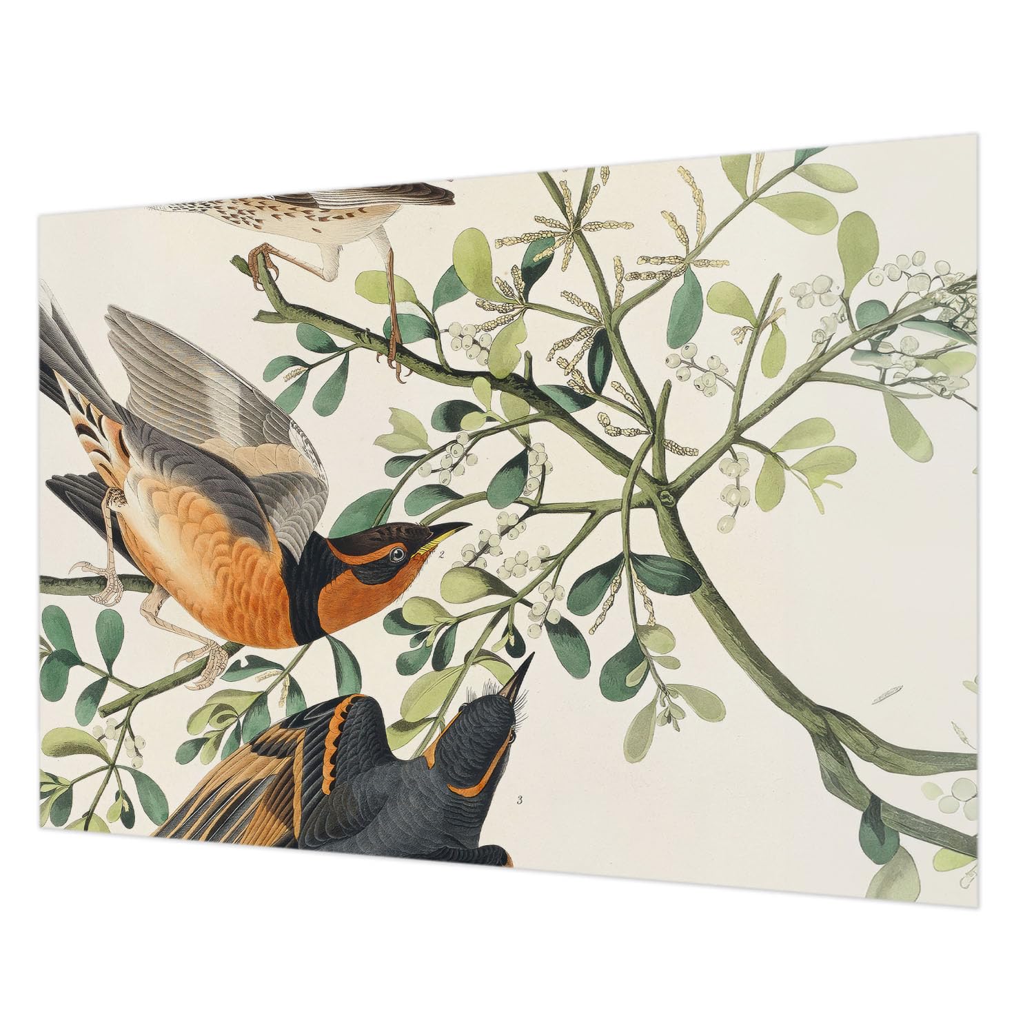 Papier peint lavable et facile à poser Tulup motif oiseaux 208x146 cm