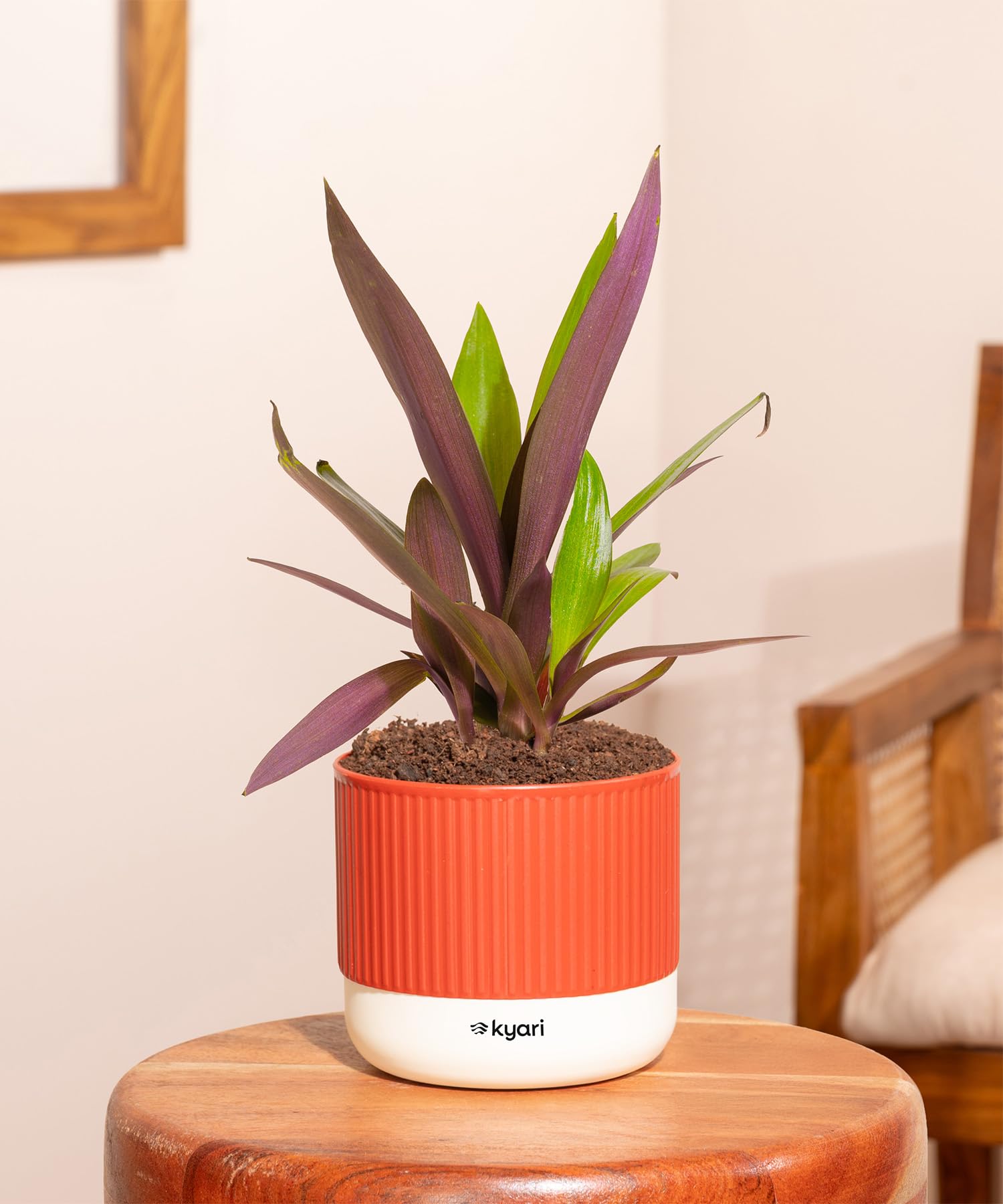 Kyari Rhoeo Tricolour Plant with Red Brick Self Watering Pot-image-1