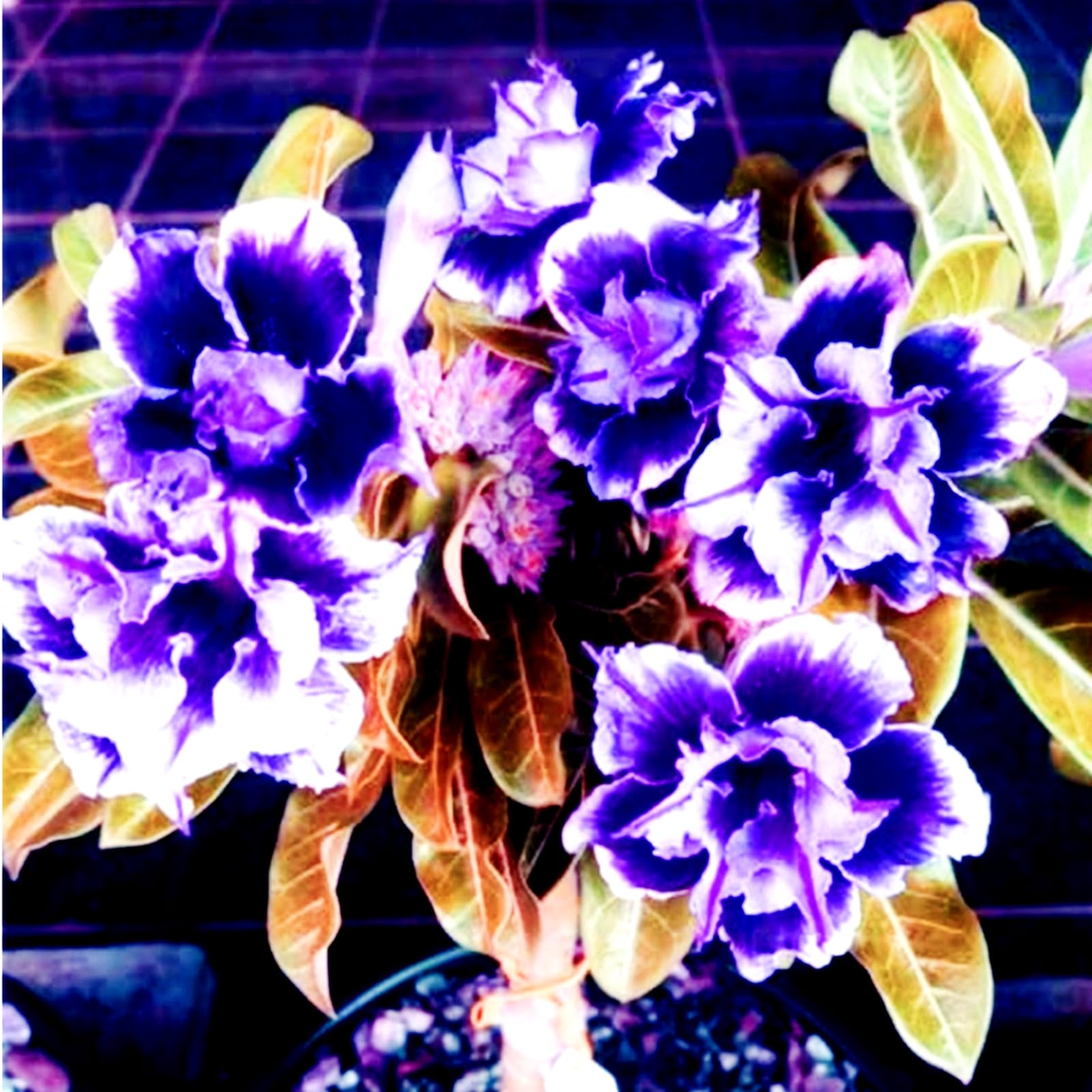 Desert Rose Bulbs,Easy to Plant, Perennial Desert Rose- Fragrant Flowers-Ready to Plant Garden Displays, Ornamental Flowers,-4Bulbs-F