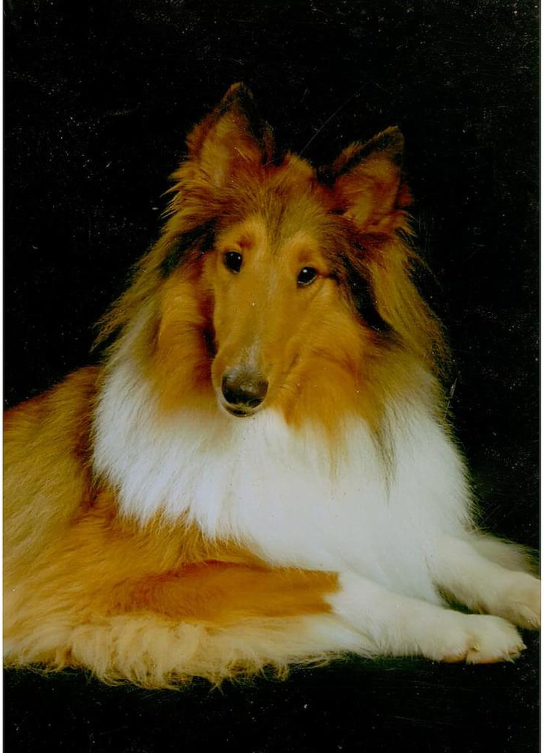 CafePress What Throw Blanket Super Soft Fleece Plush Throw Blanket, 60"x50"