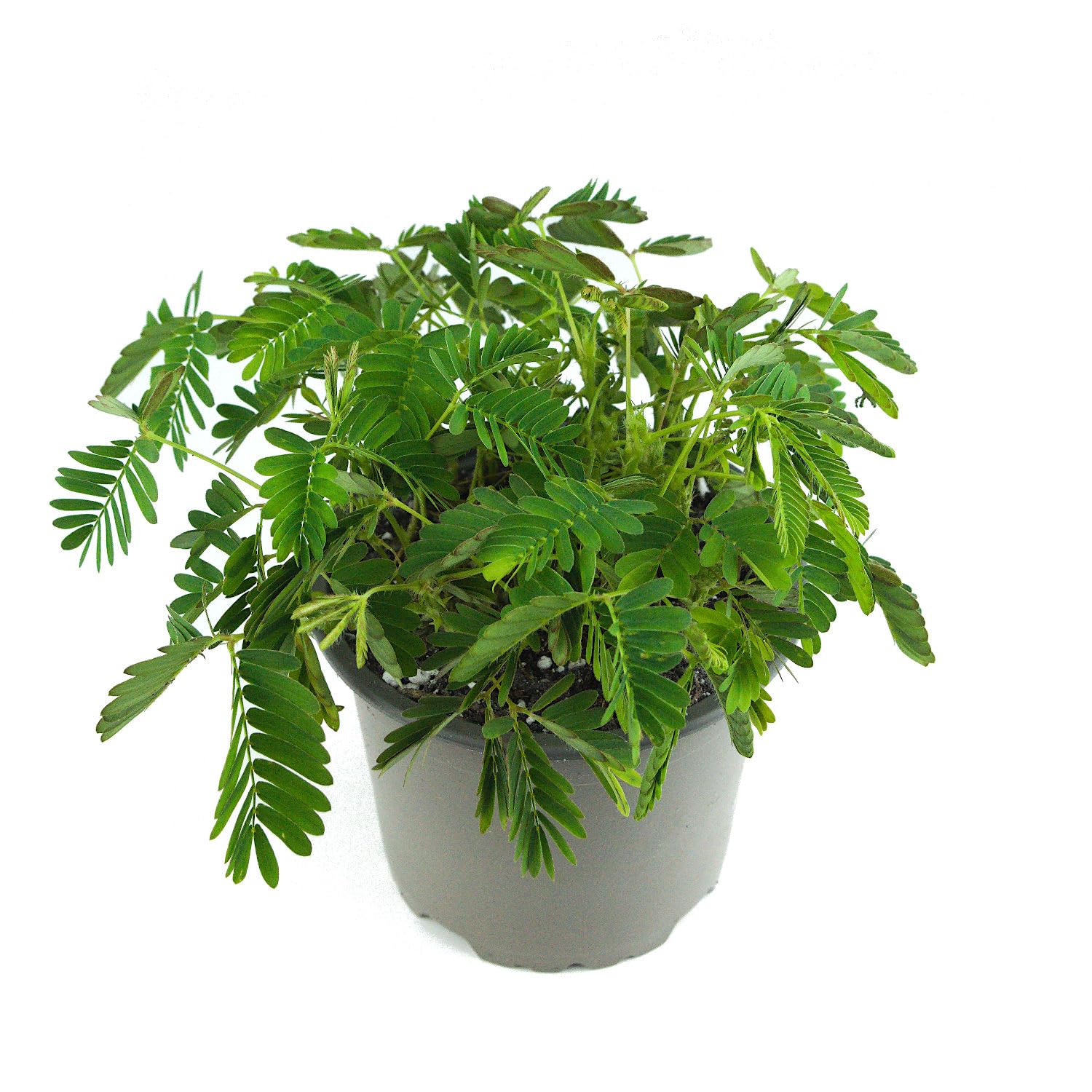 Mimose im Topf "Mimosa pudica" - 10cm Topf - Zimmerpflanze : Amazon.de:  Garten