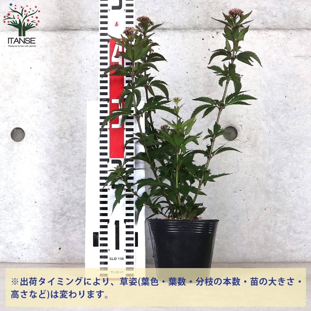 信州産　アルストメリア・藤袴・銀貨草・黄色の小花　joy様のご確認用です♪ 信州産 アルストメリア・藤袴・銀貨草・黄色の小花 joy様のご