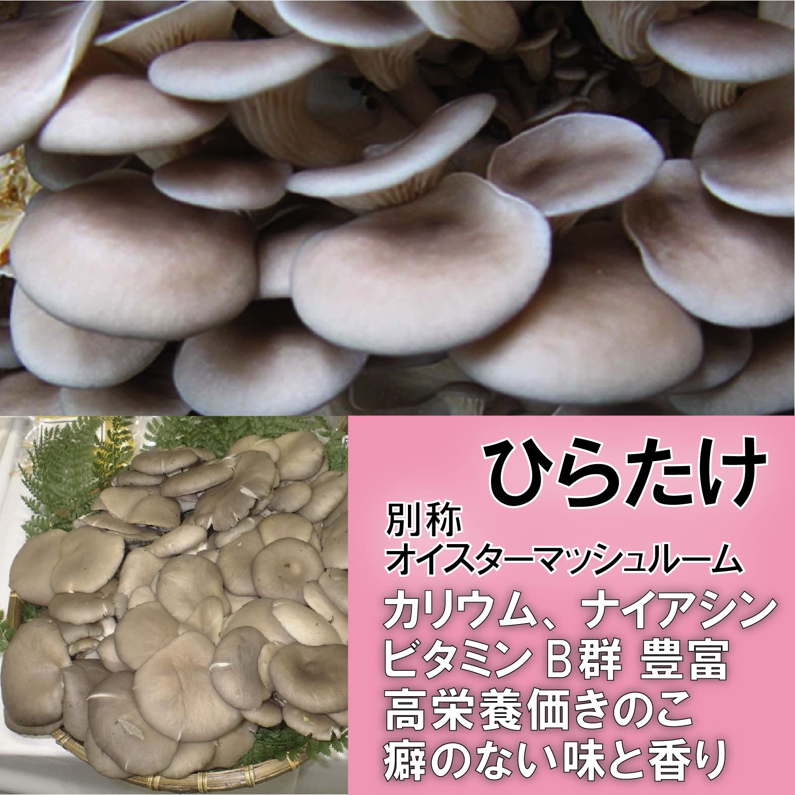 Amazon.co.jp: 【新潟うおぬま】まるっとひと株 きのこ3種詰合せ（た  