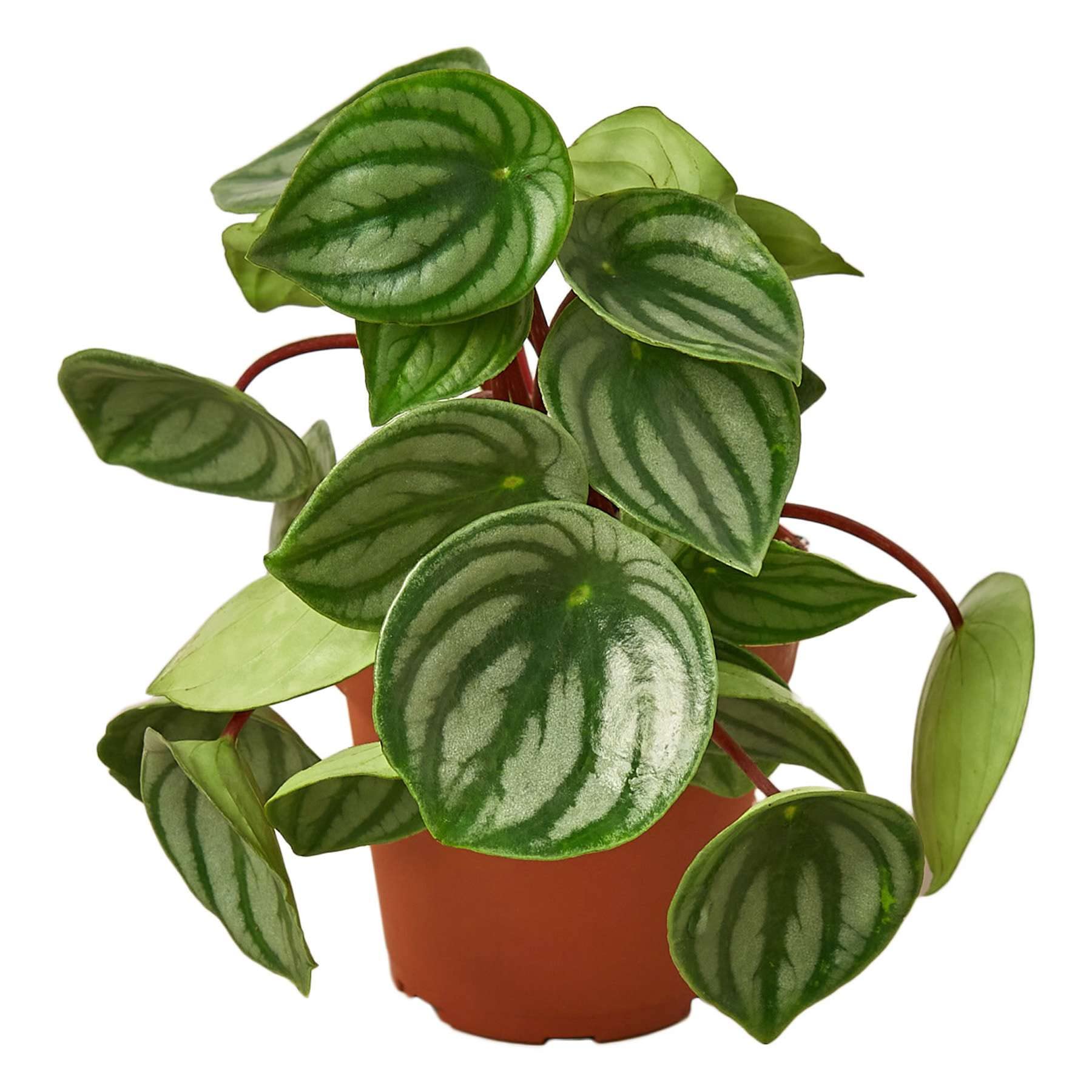 Peperomia Watermelon Thirsty Leaves