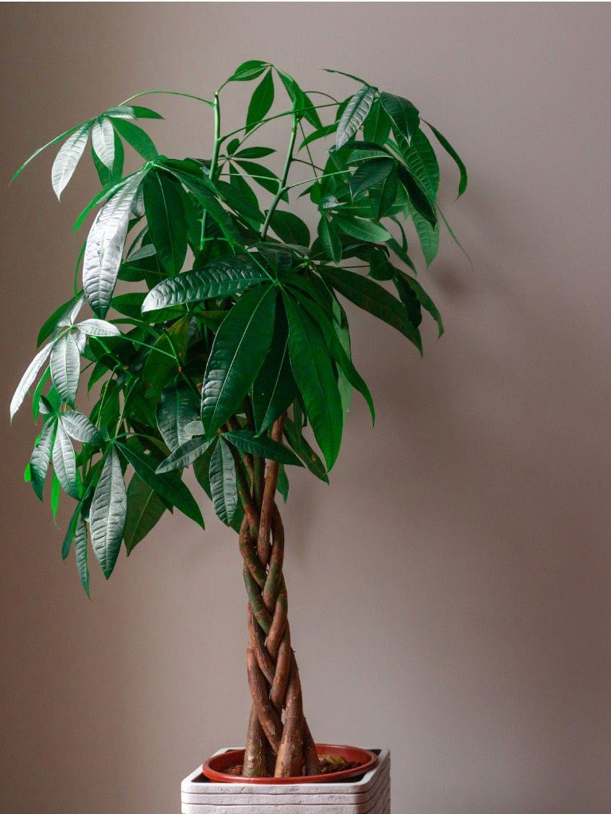 Braided Money Tree Live Plant with Pot Pachira Aquatica | Air Purifying, Indoor Plant, Braided Trunk, Home & Office Décor, Living Room & Bedroom-picture-26