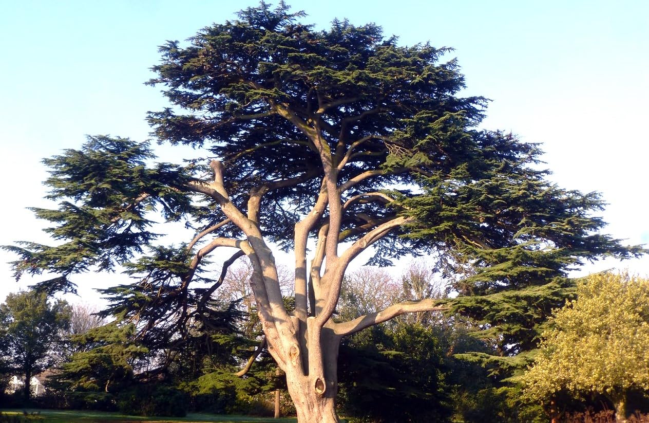 25 Semillas de Cedro del Libano (Cedrus Libani)