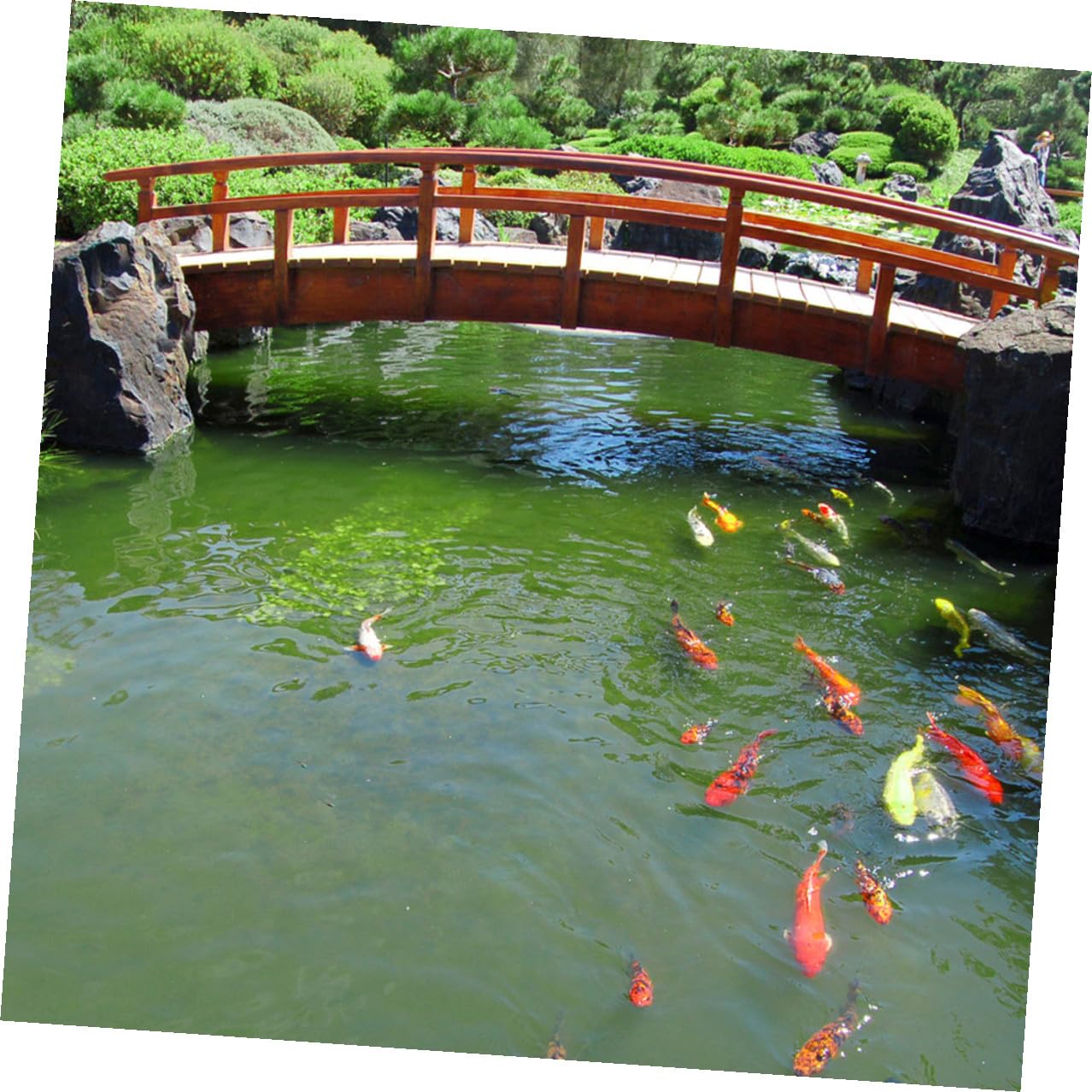 Gatuida Red Protectora de Peces de Plástico PP para Estanques al Aire Libre, 20 Piezas Hexagonales Negras, Malla Resistente al Desgaste, Protección contra Aves y Depredadores, Red