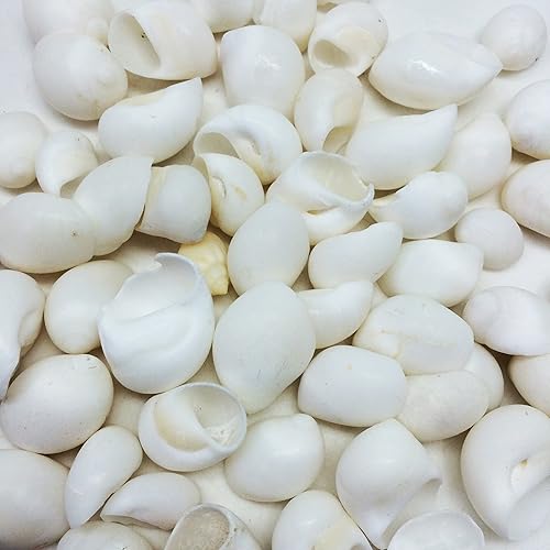 Miniatura 2 de PEPPERLONELY White Natica Caracol Sea Shells, 16 OZ Apprx.120+ PC Shells, 34 Inch  1-14 Inch (#77794 Blanco)