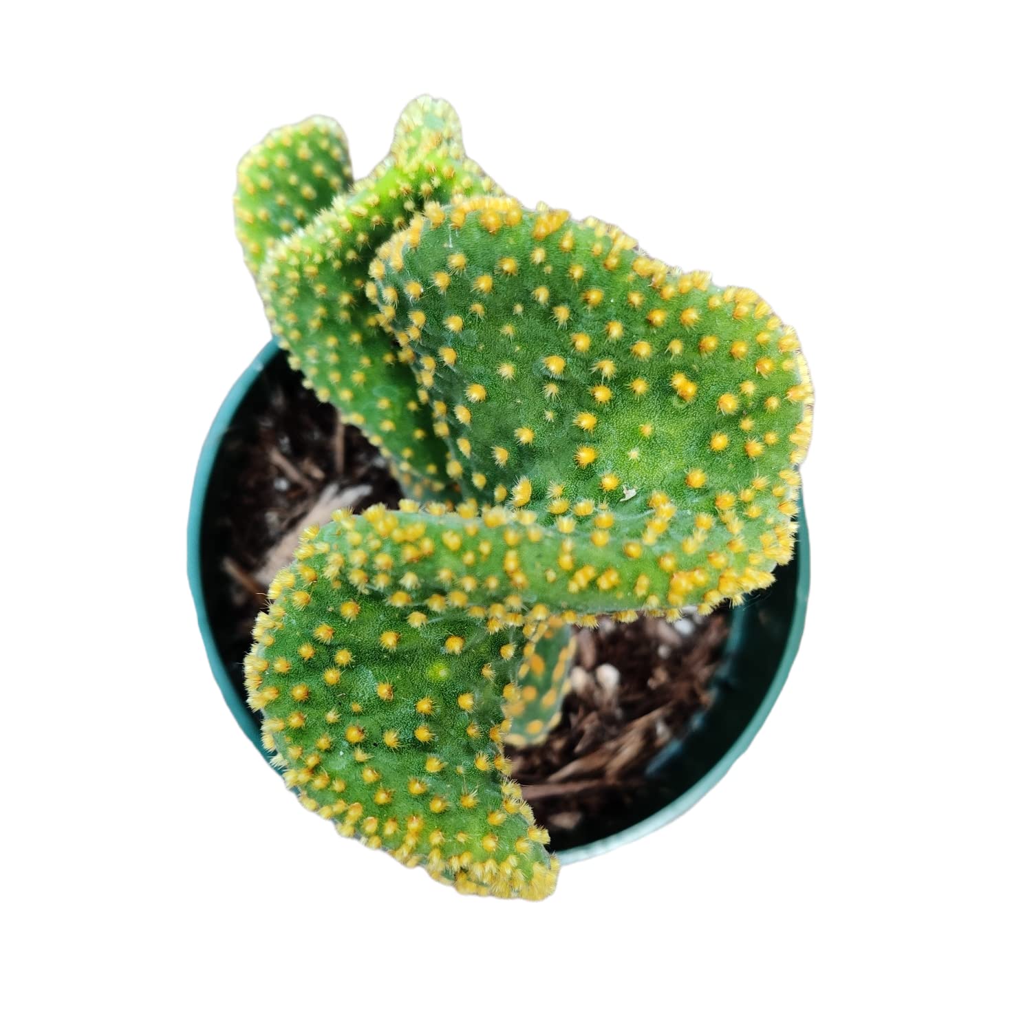 USKC Opuntia Golden Swirl Monstrose
