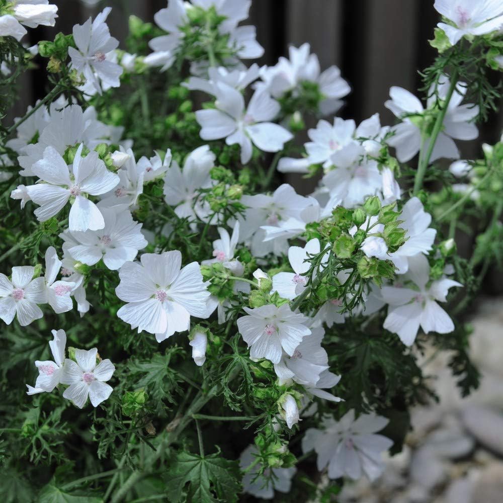 Flower Seed - Malva Moschata Snow White - Hardy Perennial โ Musk Mallow, Easy to Grow - Summer Flowering โ White Flowers Perfect for Containers & Borders - 1 Packet (40 Seeds) by Thompson and Morgan