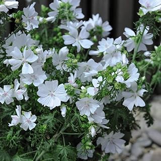 Flower Seed - Malva Moschata Snow White - Hardy Perennial – Musk Mallow, Easy to Grow - Summer Flowering – White Flowers Perfect for Containers & Borders - 1 Packet (40 Seeds) by Thompson and Morgan