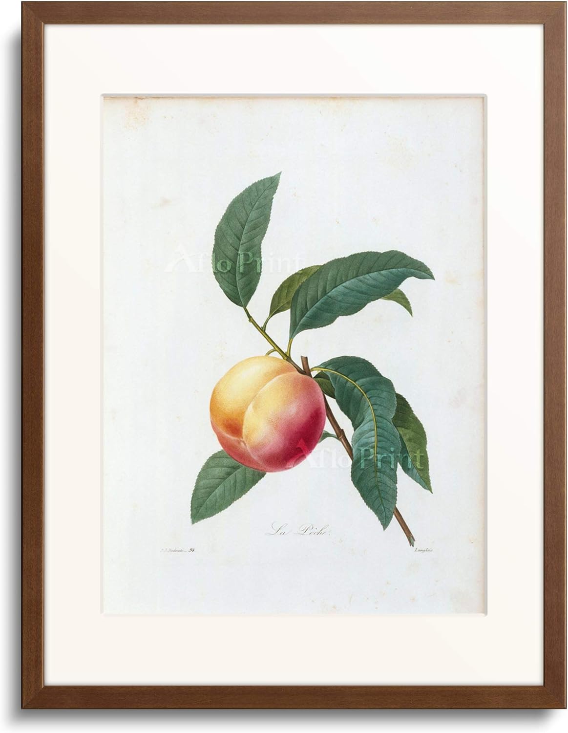 PierreJoseph Redouté (SaintHubert 17591840 Paris)