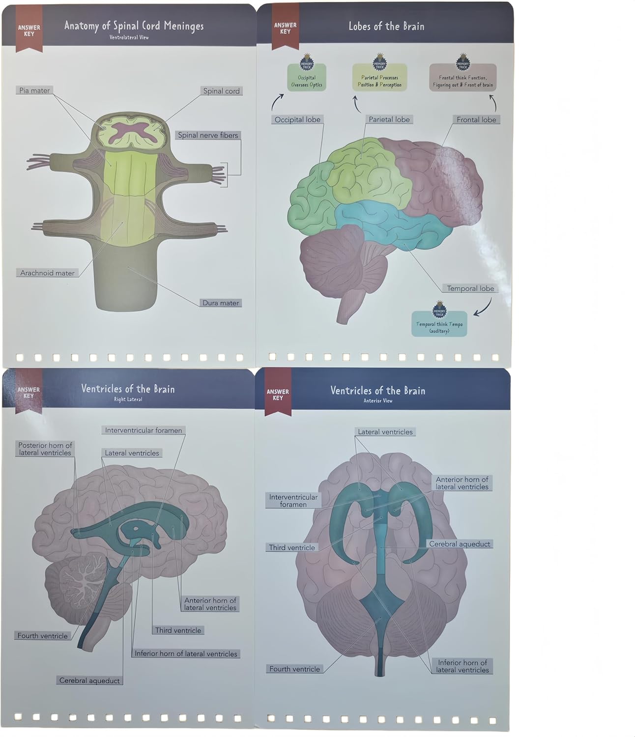 HHJTXWD 93+ Full-Color Dry-Erase Pages, Interactive Anatomy Illustrations, Creative Human Anatomy Busy Book, Full-Color Dry-Erase Pages, Creative Educational Busy Book for Learning Enthusiasts