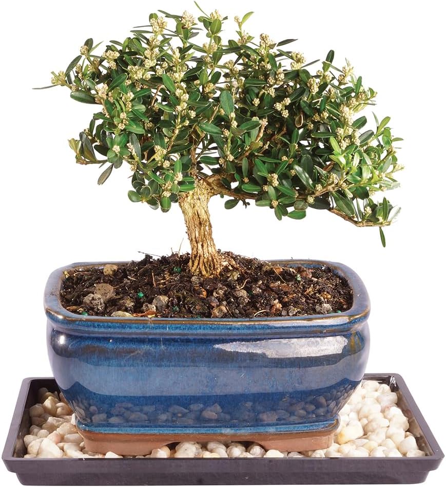 Brussel's Live Harland Boxwood Outdoor Bonsai Tree - 4 Years Old; 8" to 10" Tall with Decorative Container, Humidity Tray & Deco Rock