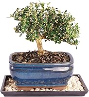Vista 8 de Brussel's Bonsai - Árbol bonsái para interiores, S