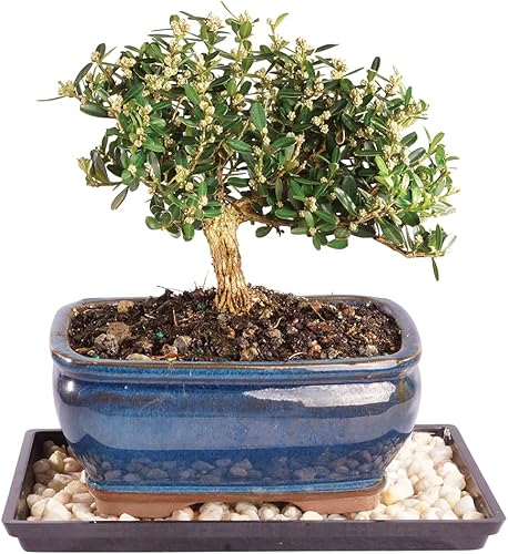 Bruselas de Harland Bonsai de bojpequeño al aire última intervensión con bandeja de humedad Deco Rock Bruselas de Harland Bonsai de bojpequeño al aire última intervensión con bandeja de humedad Deco Rock