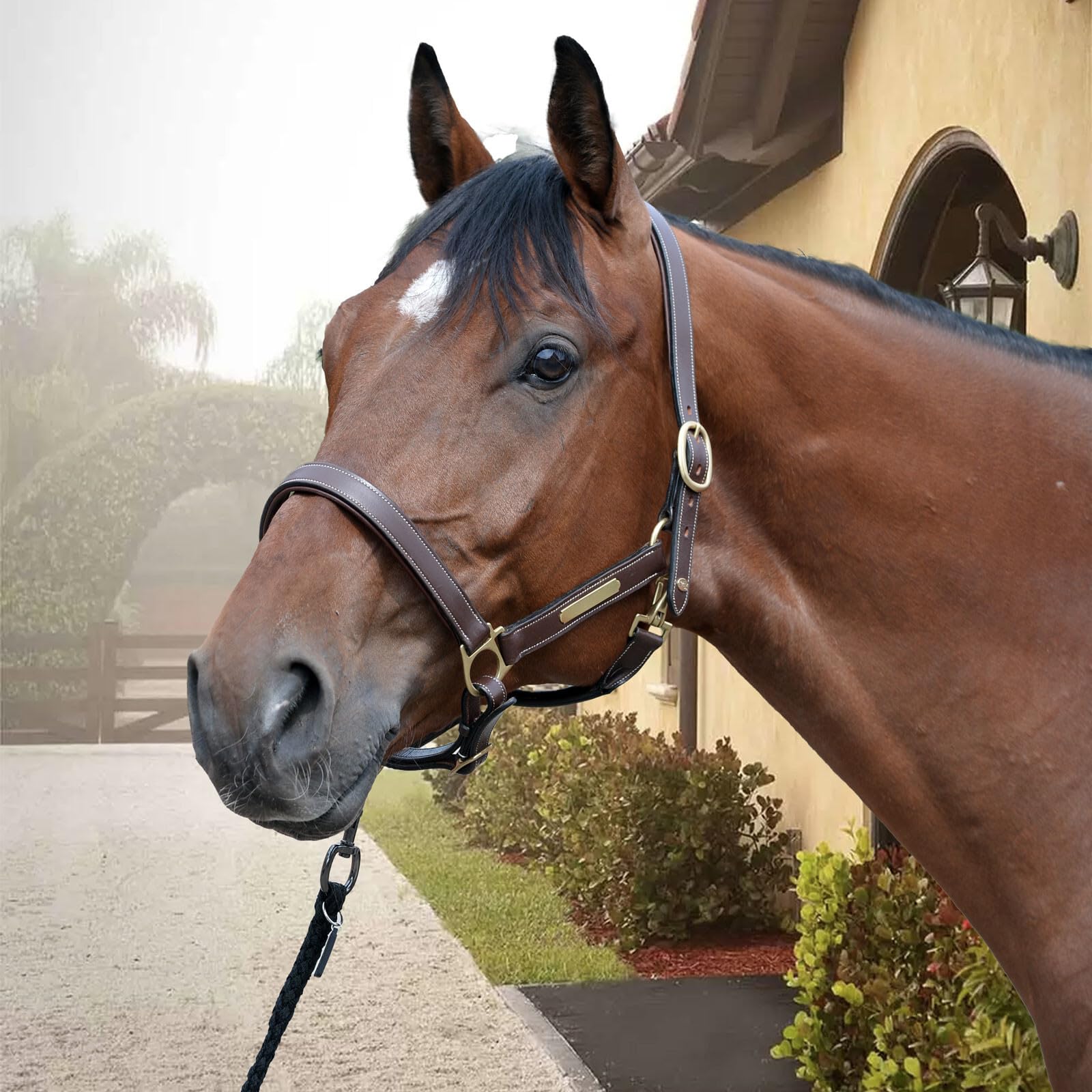 EQuest Inscribe - Cabestro de piel para caballos, color mocha, S
