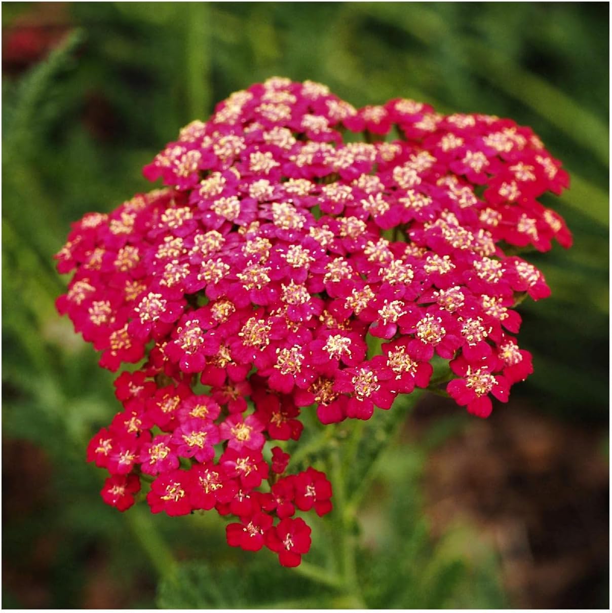 Everwilde Farms - 1/4 Lb Red Yarrow Wildflower Seeds - Gold Vault