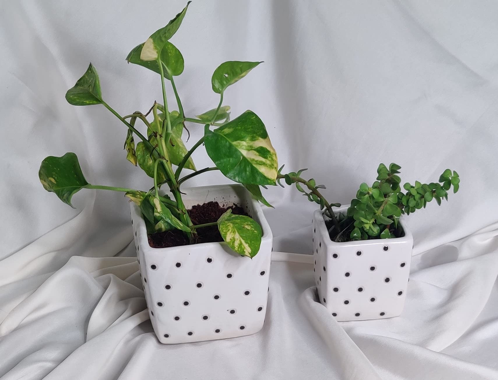 The Saucer Company Polka DOT Ceramic Planter