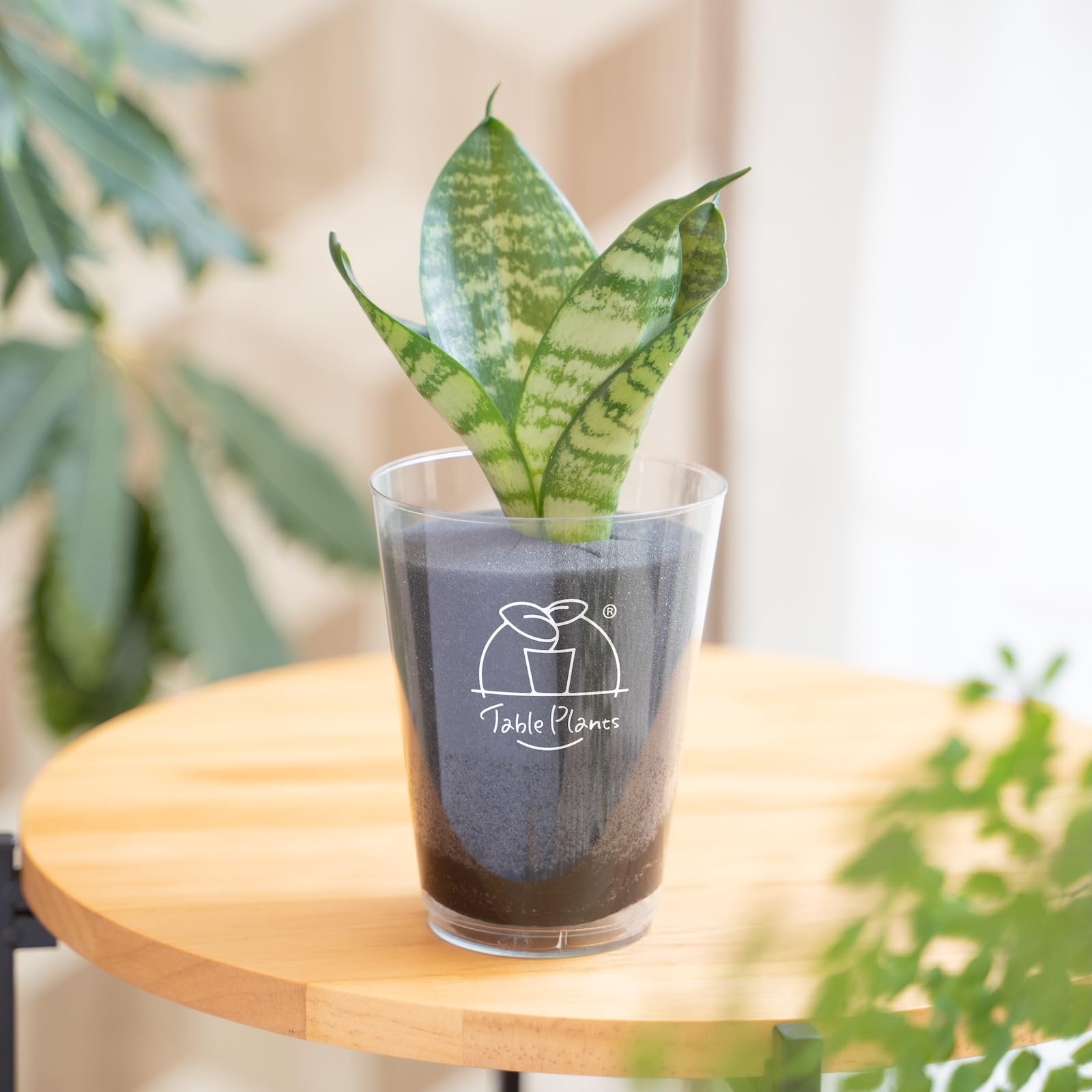 Amazon｜【土を使わない観葉植物】テーブルプランツ(Table Plants