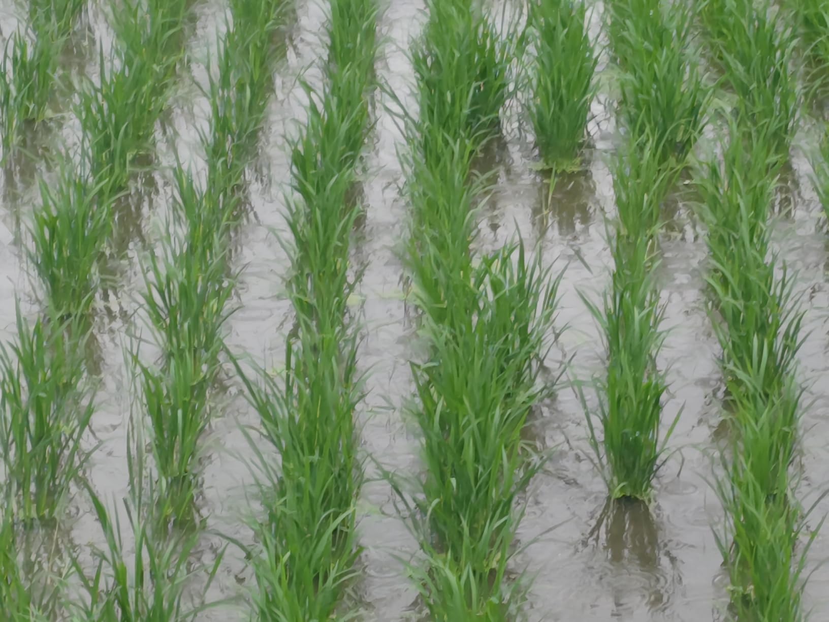 Het effect is het beste.