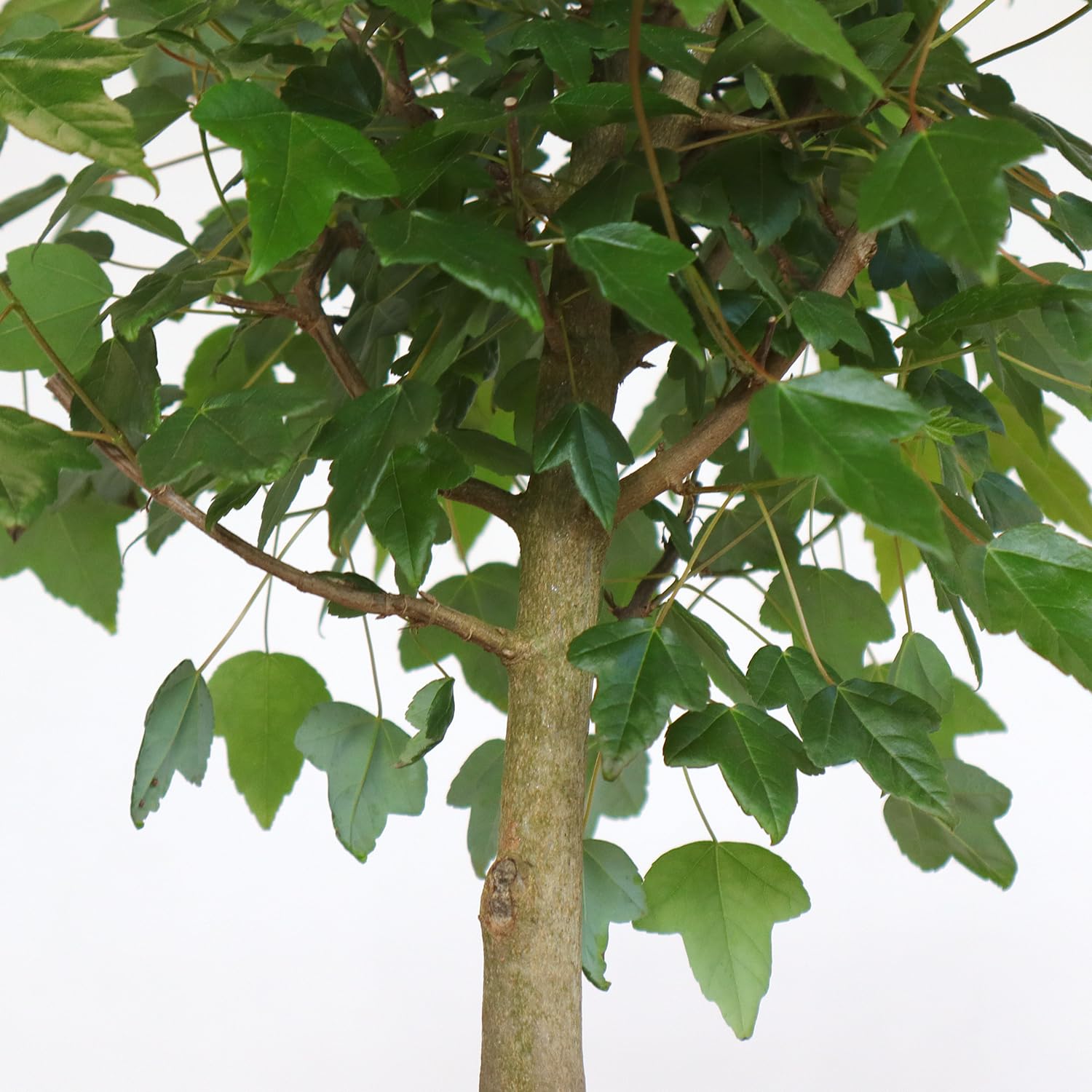KENTIS - Bonsai Acero Tridente - Acer Buergerianum - Pianta Vera da Esterno Ornamentale - H 32/42 cm Vaso in Ceramica 21 cm