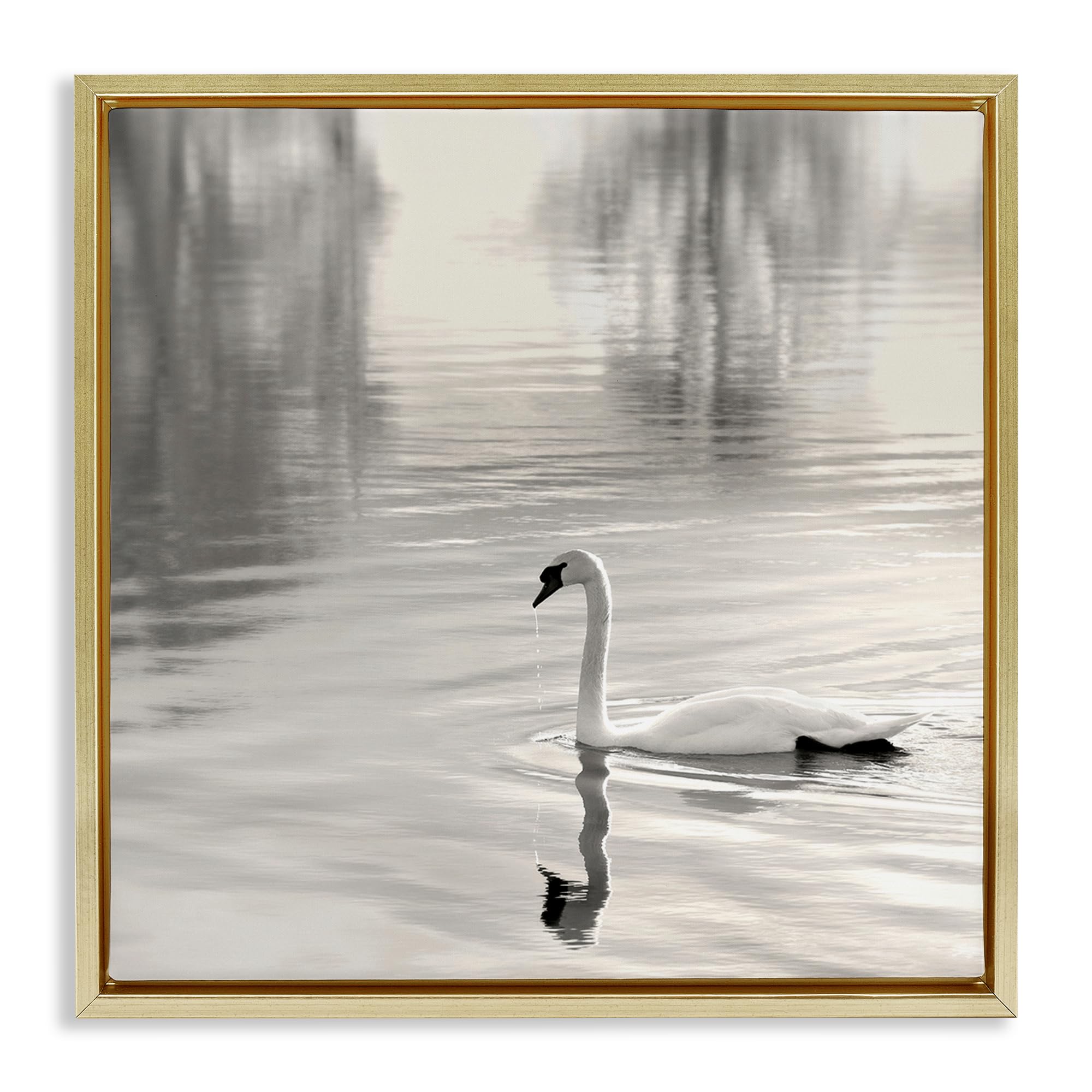 'Morning Sunlit Swan'| Floating Frame Canvas Art