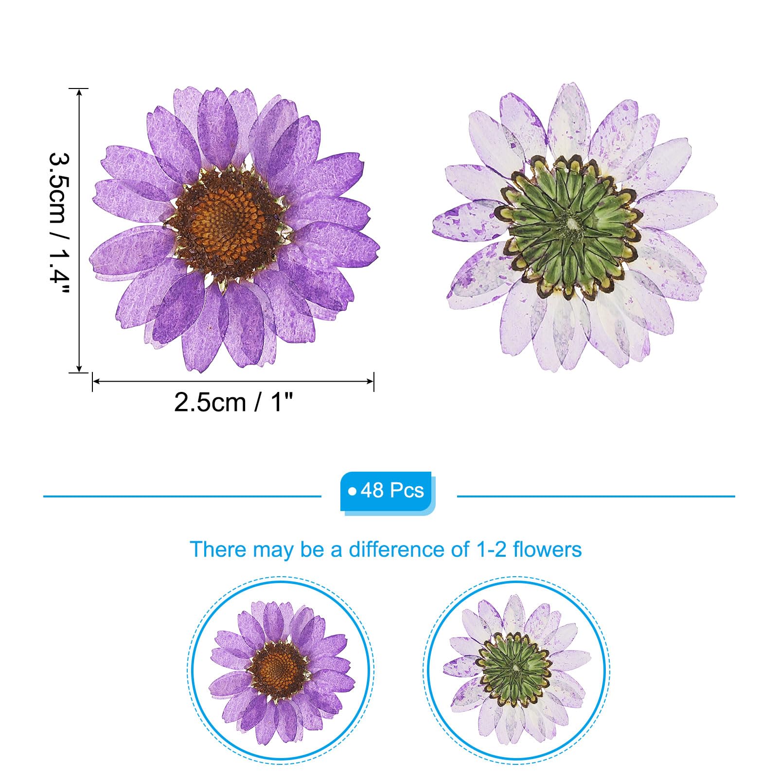 PATIKIL 48 Pcs Dried Pressed Flower Natural Dried Daisy Flower for DIY Art Crafts House Decoration Nails Decoration,Deep Purple - Image 2