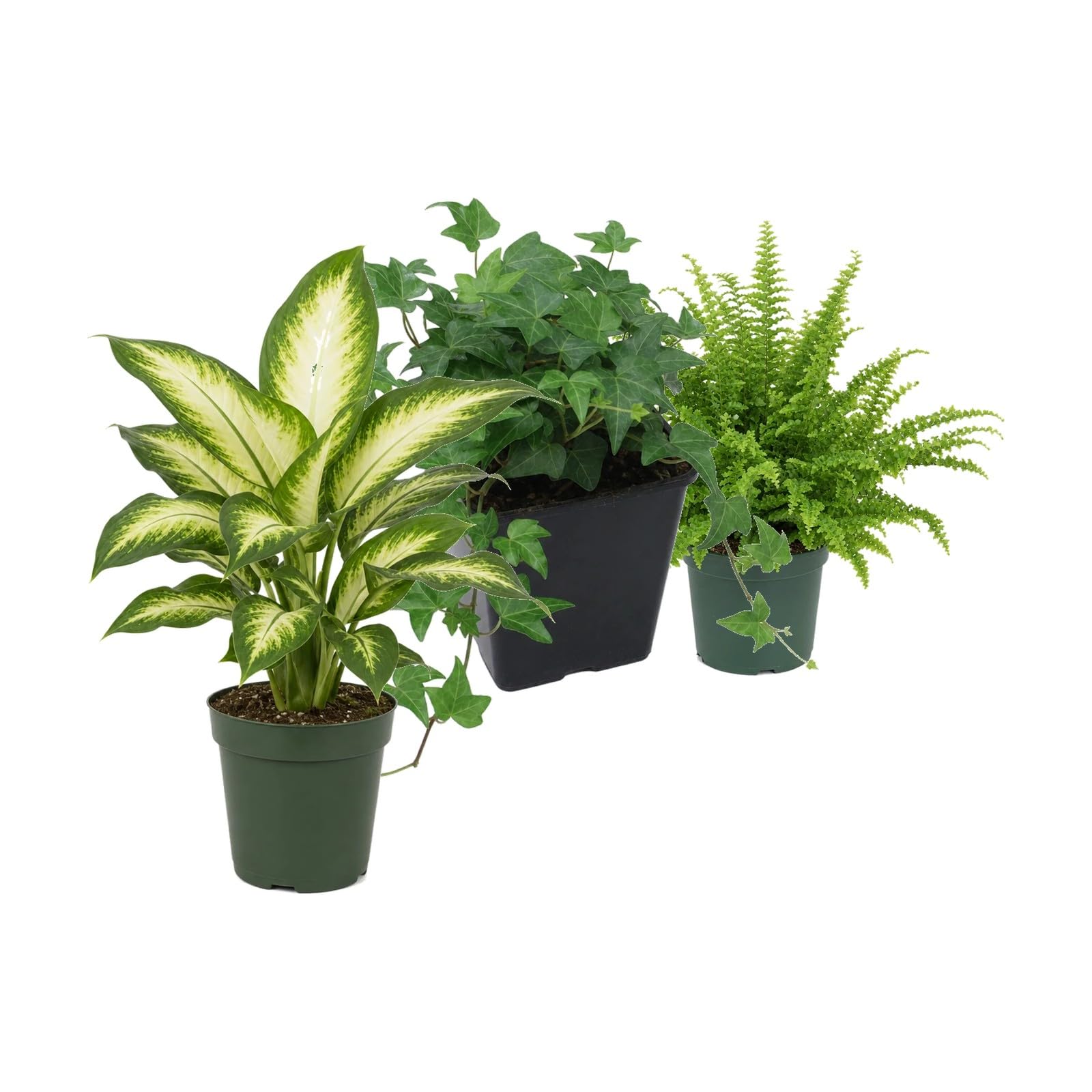 Pack 3 Plantas Naturales para Aportar Un Toque Natural DECOALIVE