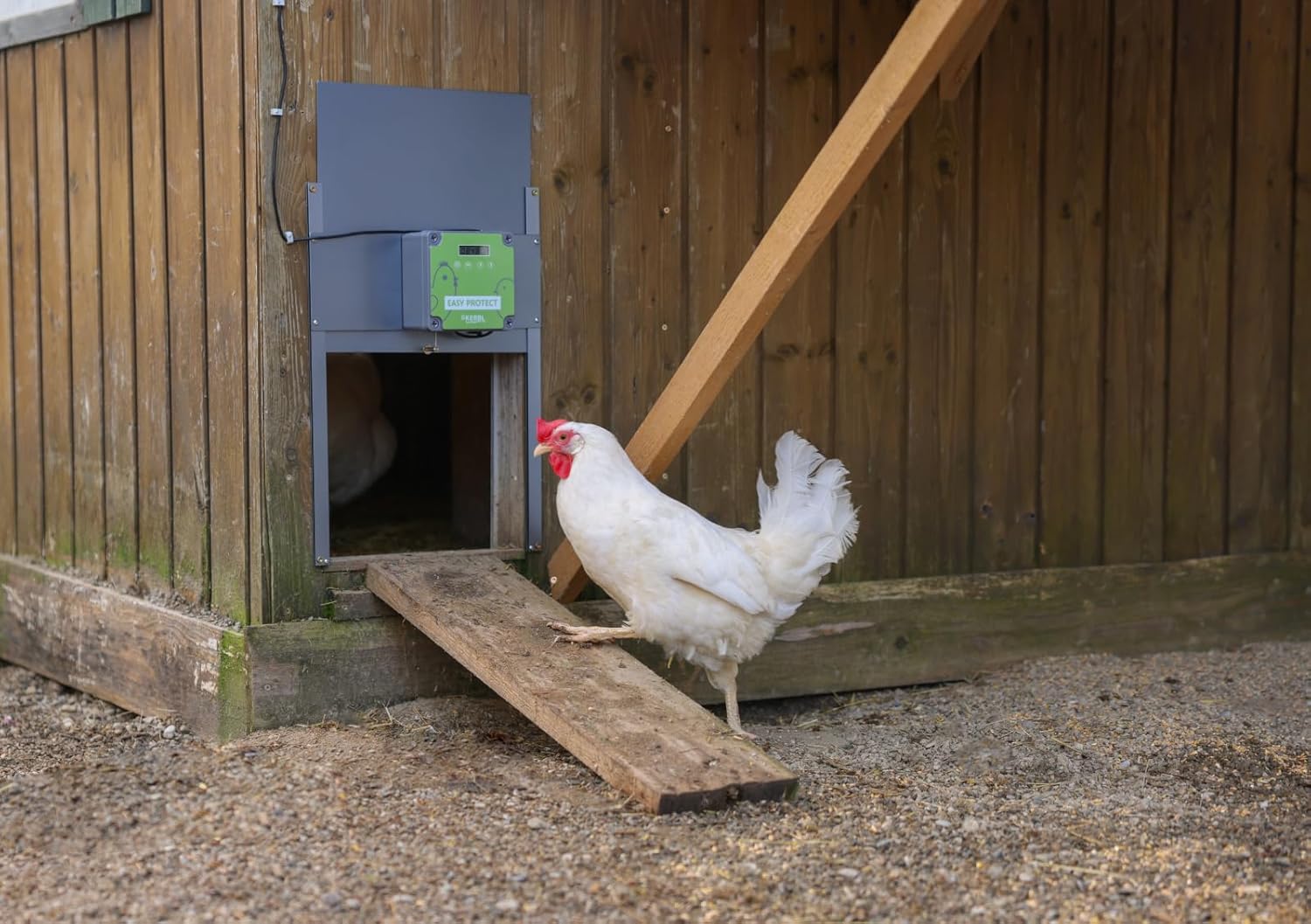 A white chicken entering a chicken coop through the open Kerbl EasyProtect door