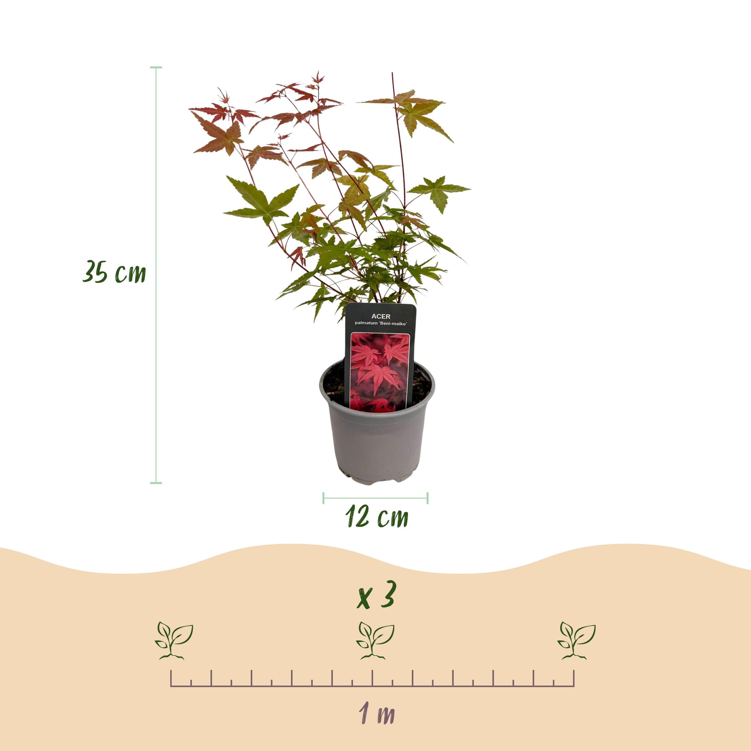 Acer palmatum Tricolour - Rosso-verde-arancio - 3 piante - Perde le foglie - Bassa manutenzione - 25-35cm - Ø12cm - Pianta da giardino